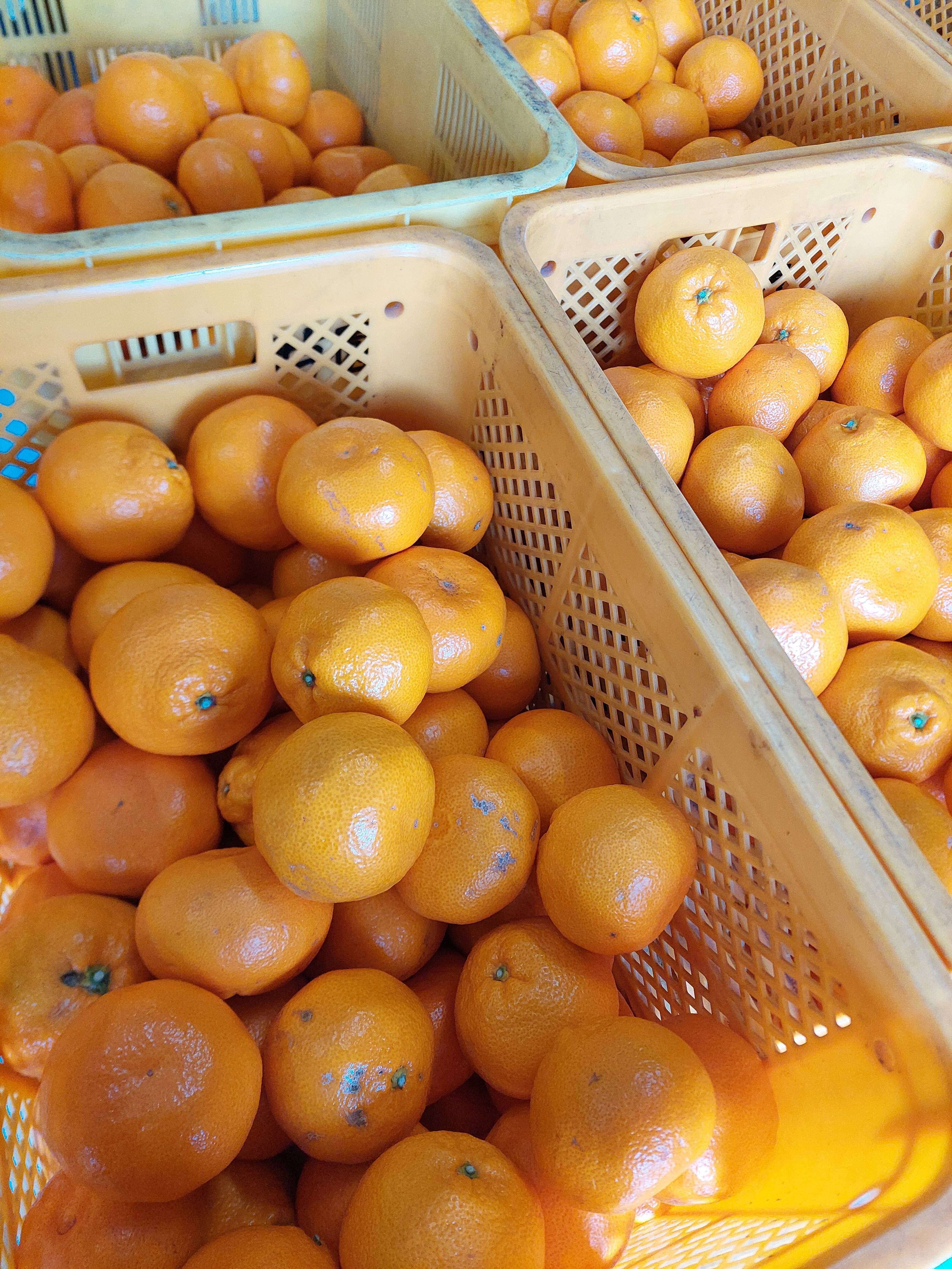 大玉4·5kg 品種中生・訳あり和歌山みかん 【公式通販】