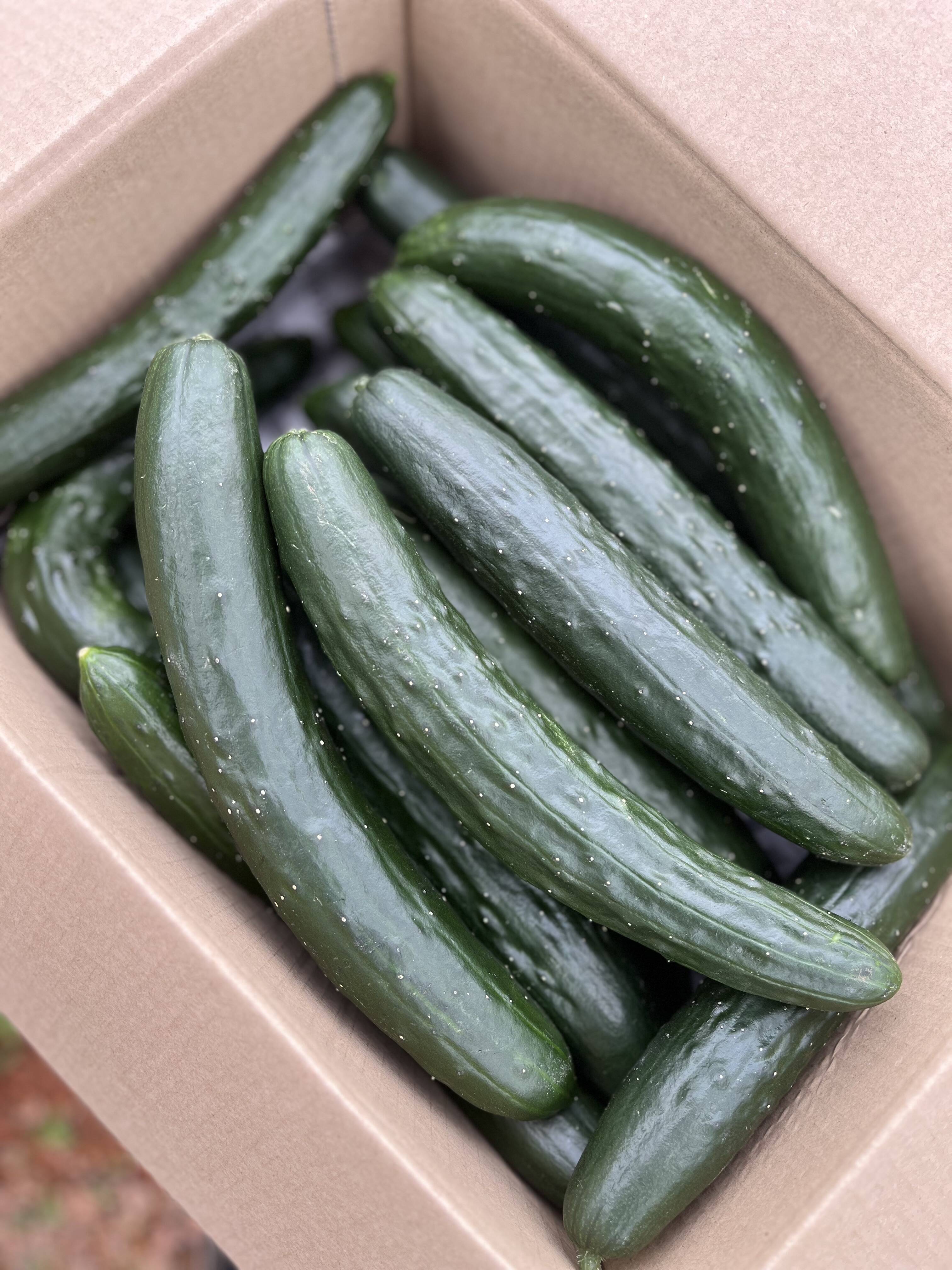 きゅうり 35a477d20d10706b91374697ceadc2