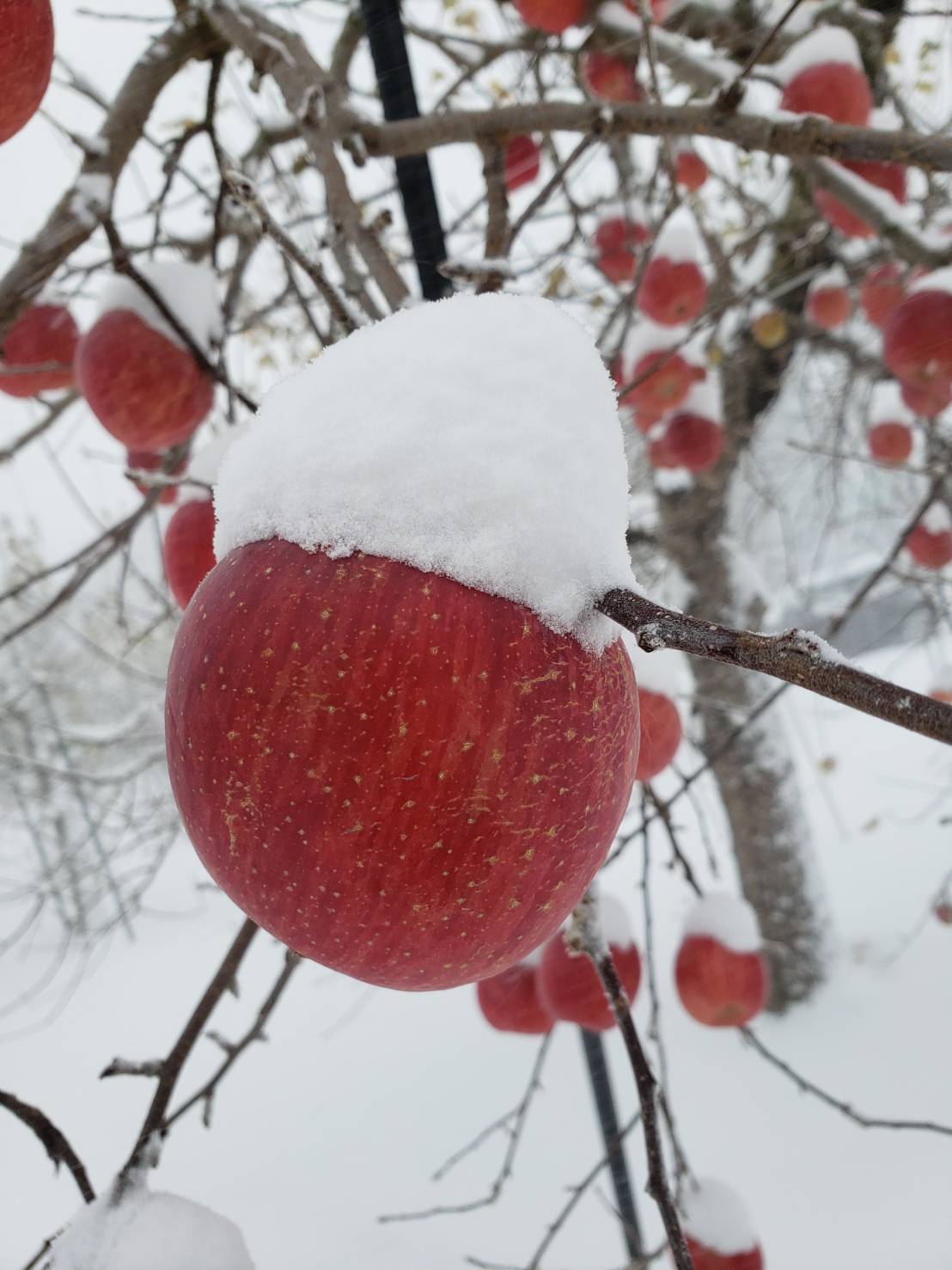 まるせい果樹園の節分りんご 6㌔ 贈答用 自家用 家庭用 hs8：福島県産