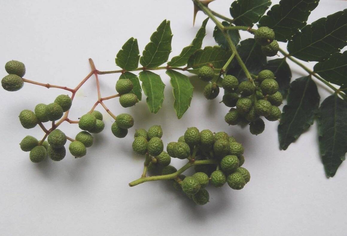 旬は短く。季節の手仕事にどうぞ。実山椒(4pack)：長崎県産の実山椒