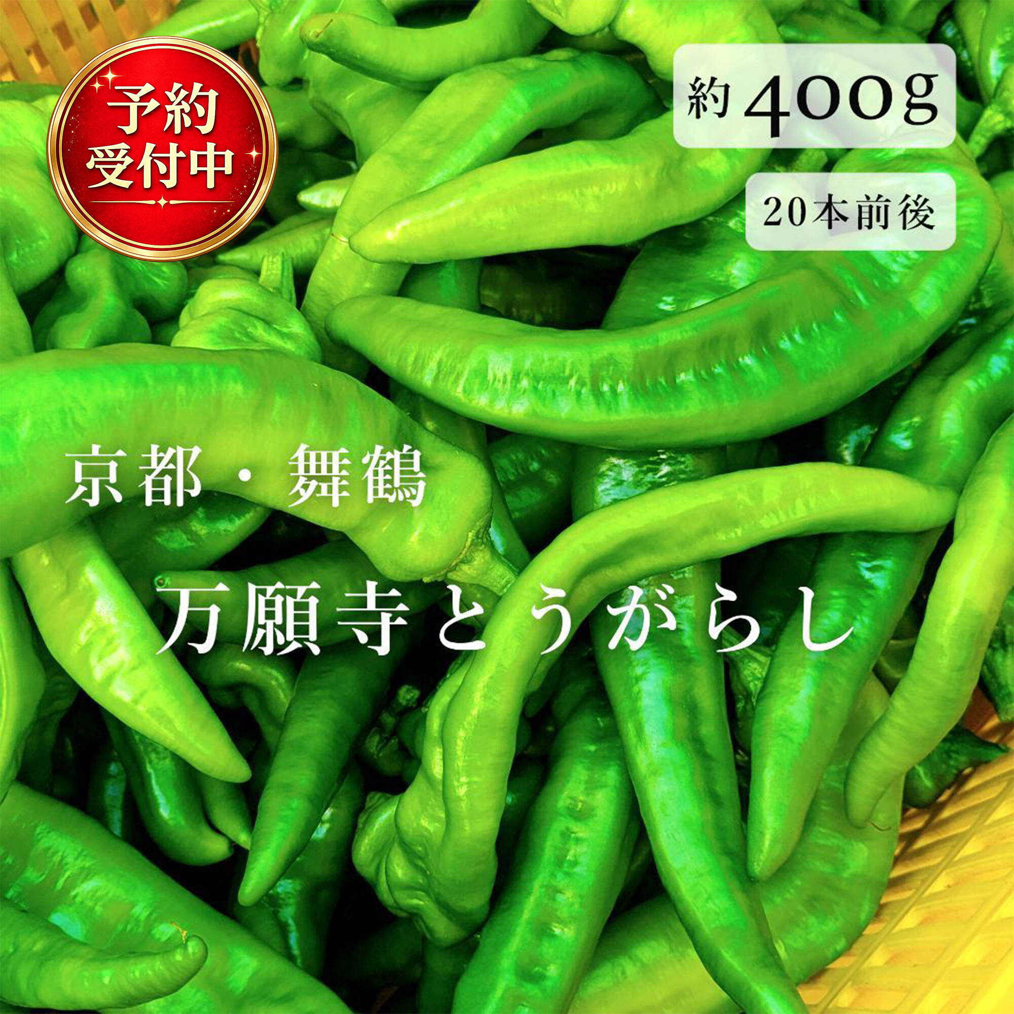【京都・舞鶴産】朝採れ直送 万願寺とうがらし-良品8.5㌔ 予約販売】京都・舞鶴産 朝採れ万願寺とうがらし 良品 約400g：京都府