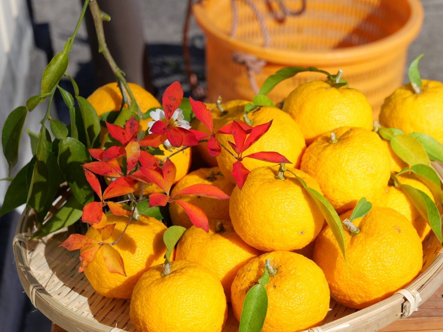 自然栽培！奈良県山添の『ゆず』5kg 35-37個：奈良県産のみかん