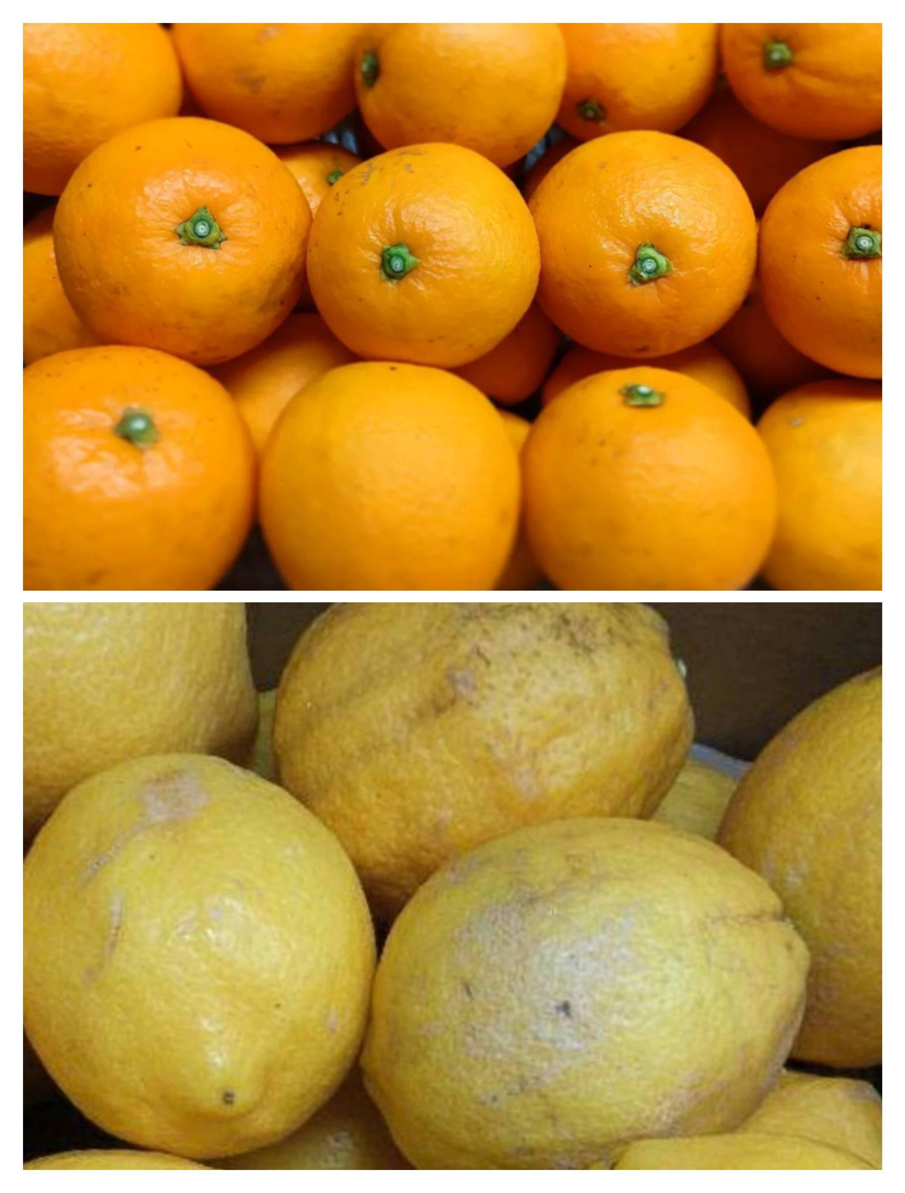 【セット商品】ミニネーブルオレンジ5kg+レモンC品1kg【ご家庭用】