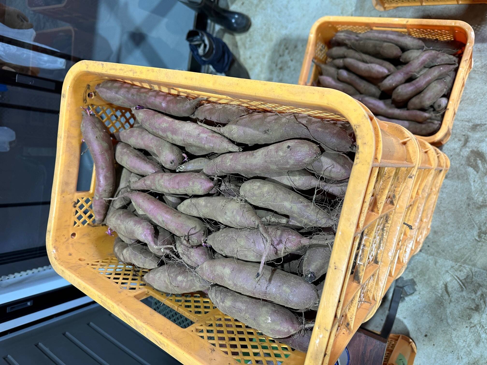 新芋‼30日低温保管♪茨城県産紅はるかSサイズ20㎏ さつまいも：茨城県