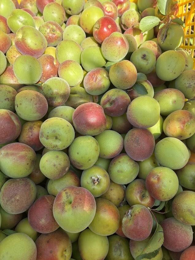 梅の収穫が始まりました！｜食べチョク｜産地直送(産直)お取り寄せ通販