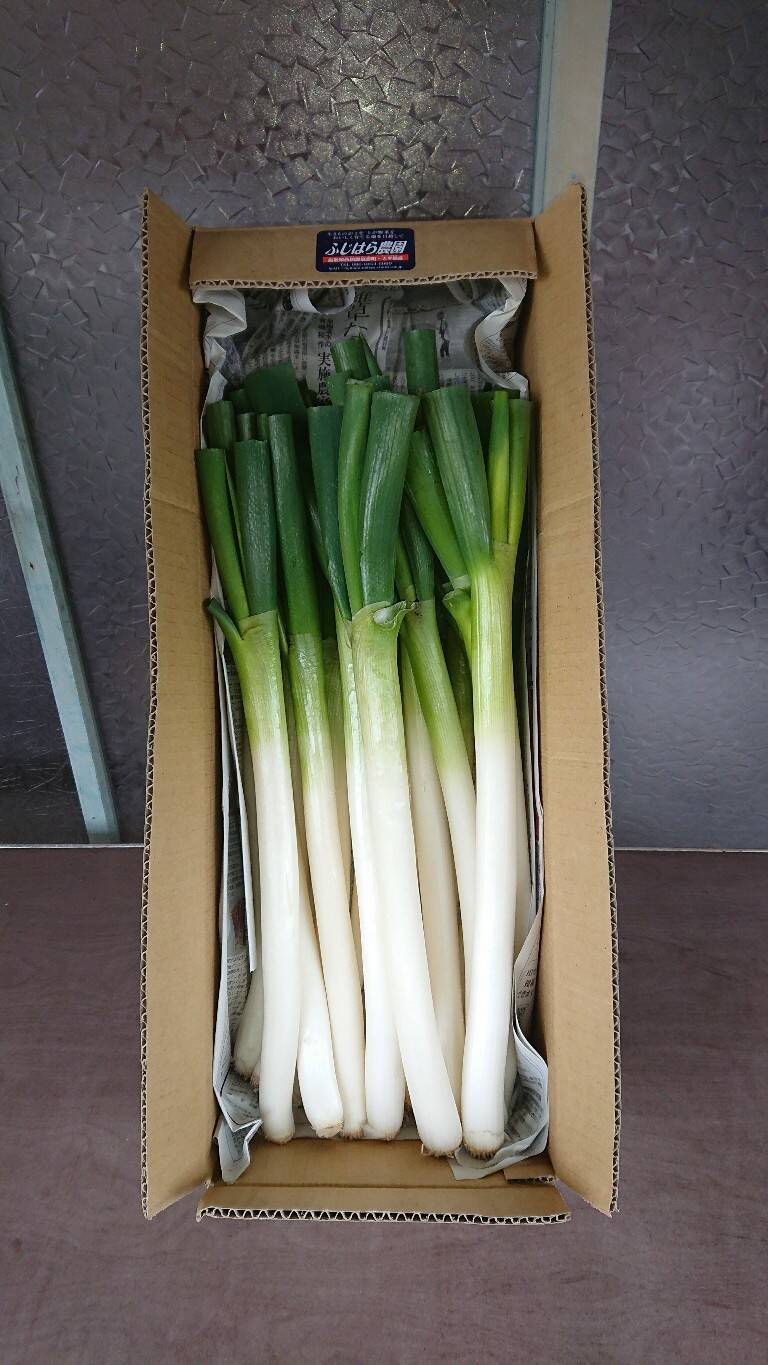 ように注意してください鳥取県産 白ネギ 20kg 長ネギ - 野菜