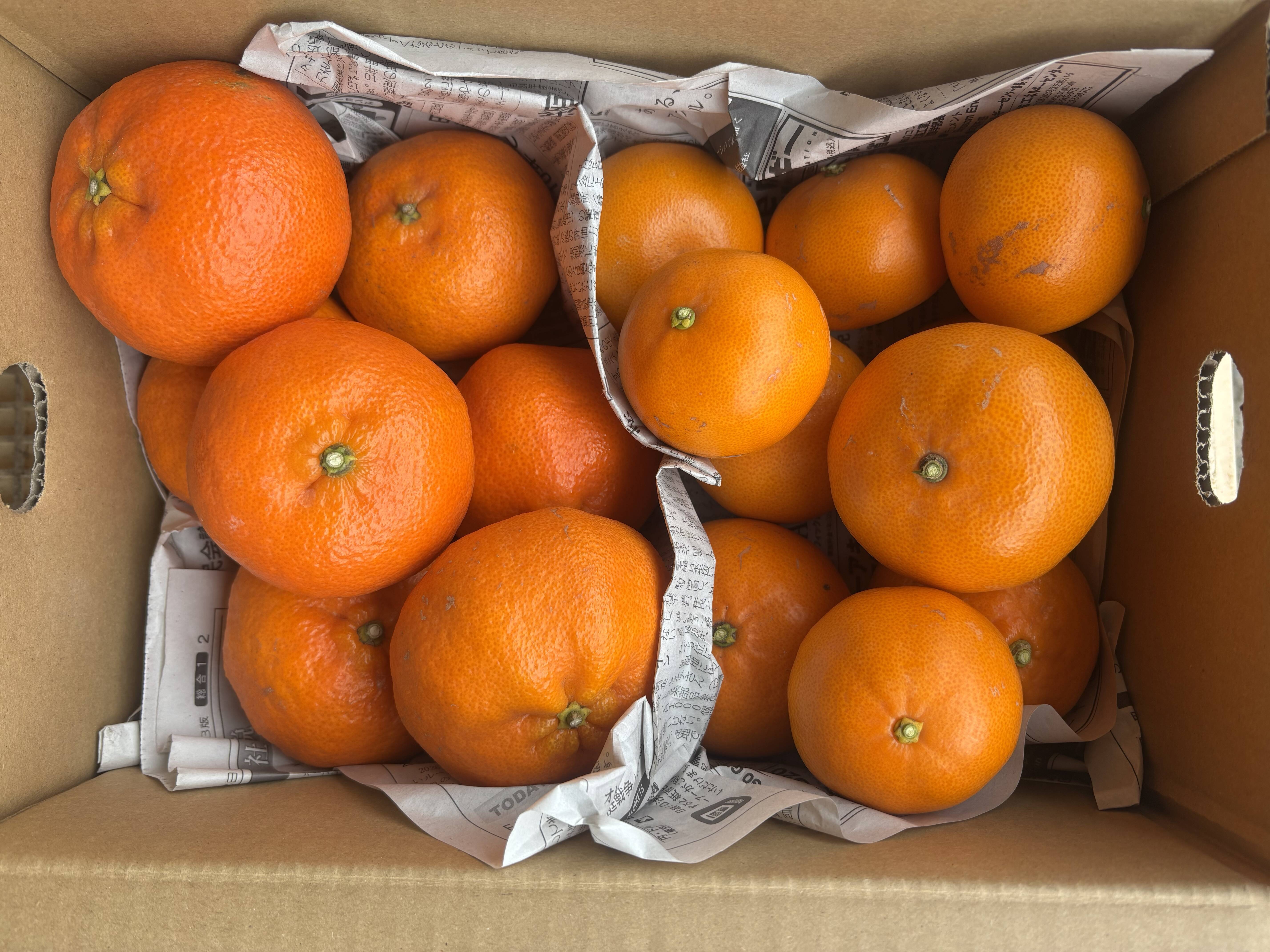 食べ比べ】柑橘の王様 甘平とせとか 3k箱 除草剤使用無 万田酵素散布