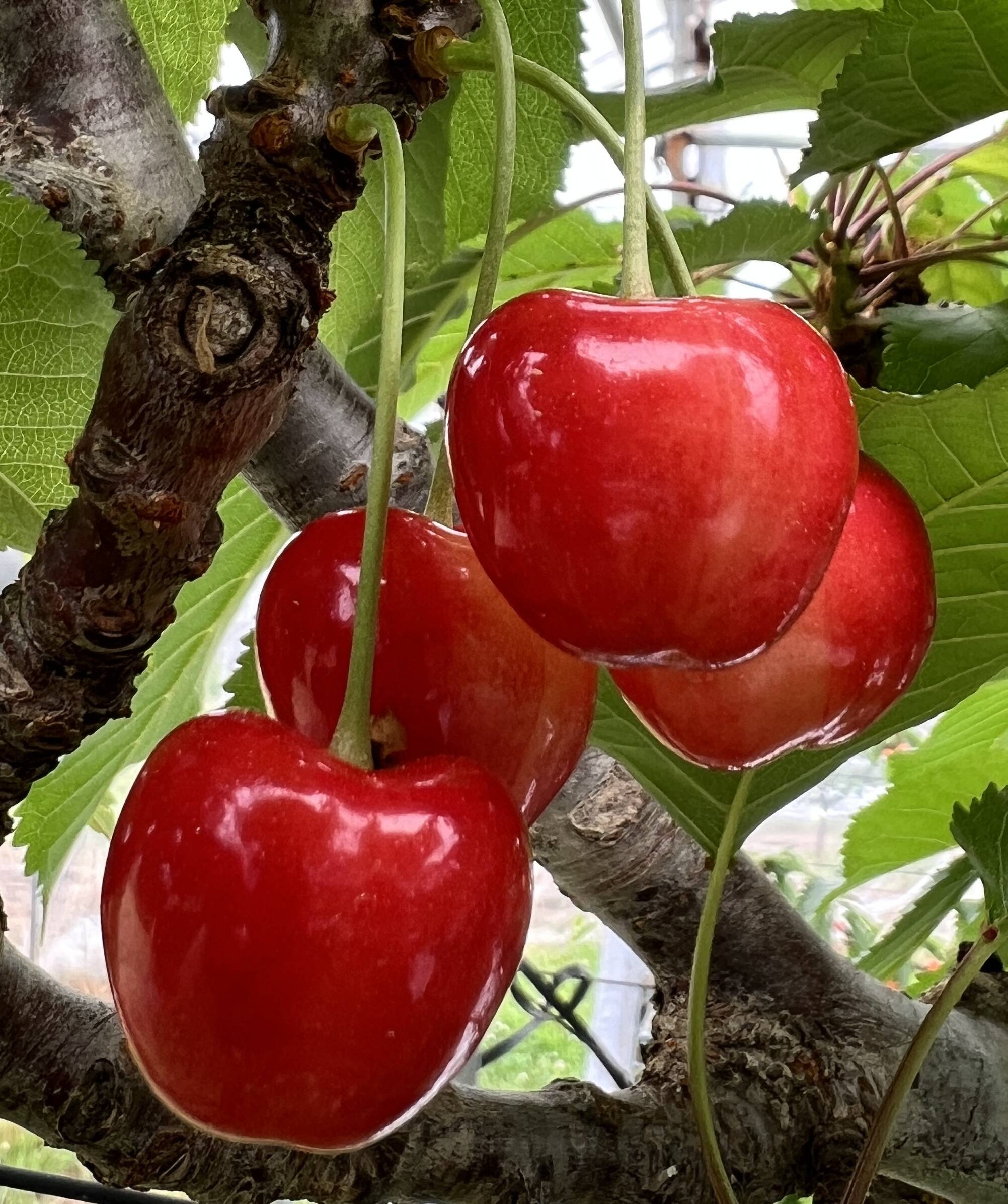 珍しいかも！？さくらんぼ【花駒】 約500g バラ箱：山梨県産の高砂