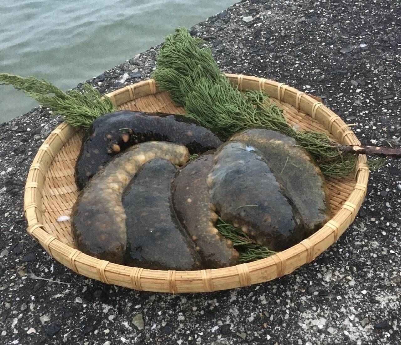 赤ナマコ1kg 即納 香川県産 食べチョク 農家 漁師の産直ネット通販 旬の食材を生産者直送