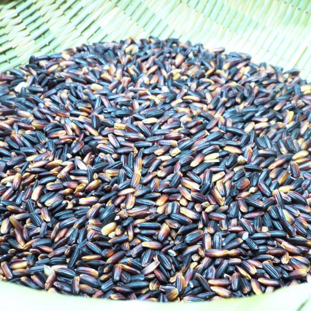 【引取専用】黒米 10kg 農薬不使用 農家直売 古米 農薬、化学肥料不使用！ 古代からの香り米 黒米 500g：長野県産の黒米