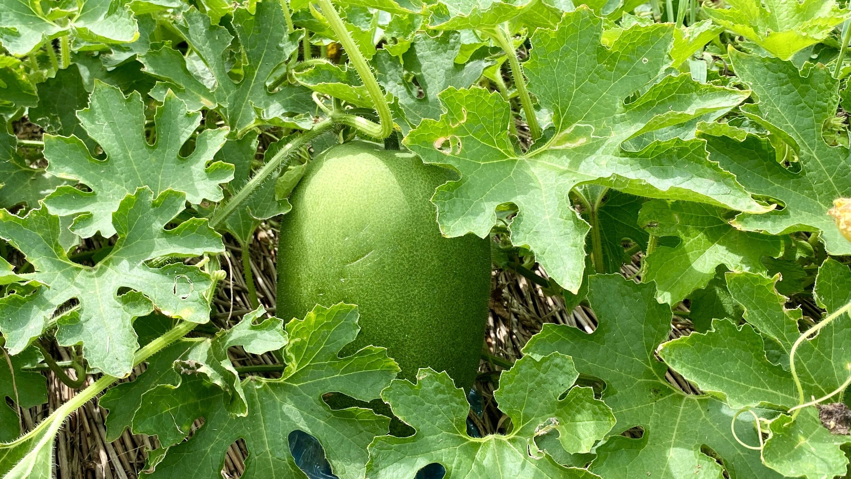 35fee0773567dd0ffc353431478eba