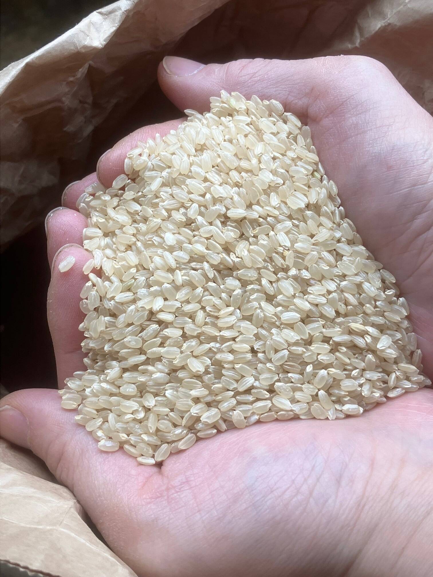 無施肥・農薬不使用・除草剤不使用 南魚沼産コシヒカリ 玄米 5kg：新潟