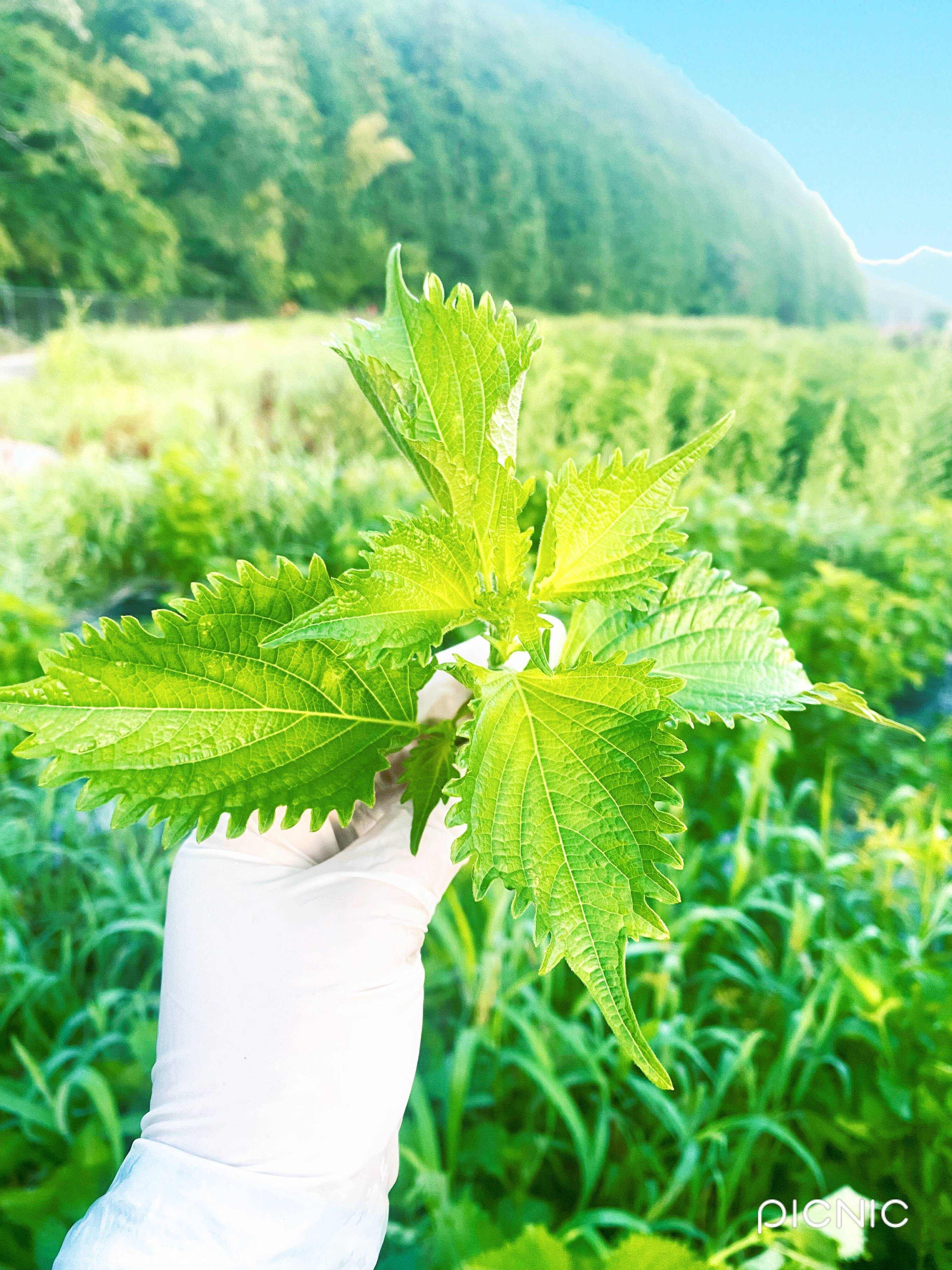 1kg【朝摘み直ぐ発送】農薬不使用香りと鮮度が違う！極上の青紫蘇