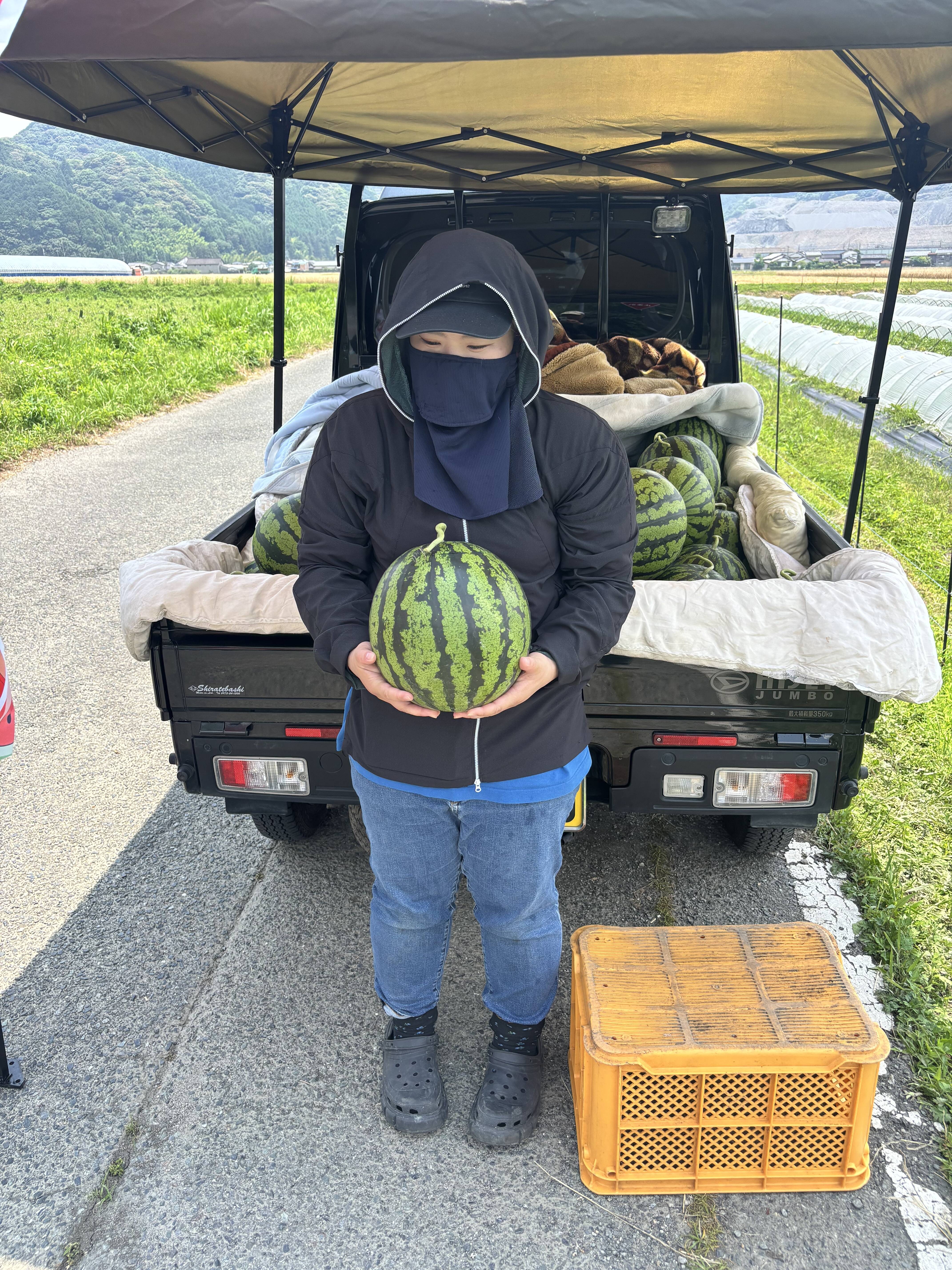 朝採り 羅皇ザ・スウィート すいか【家庭用・訳あり】福岡県朝倉産