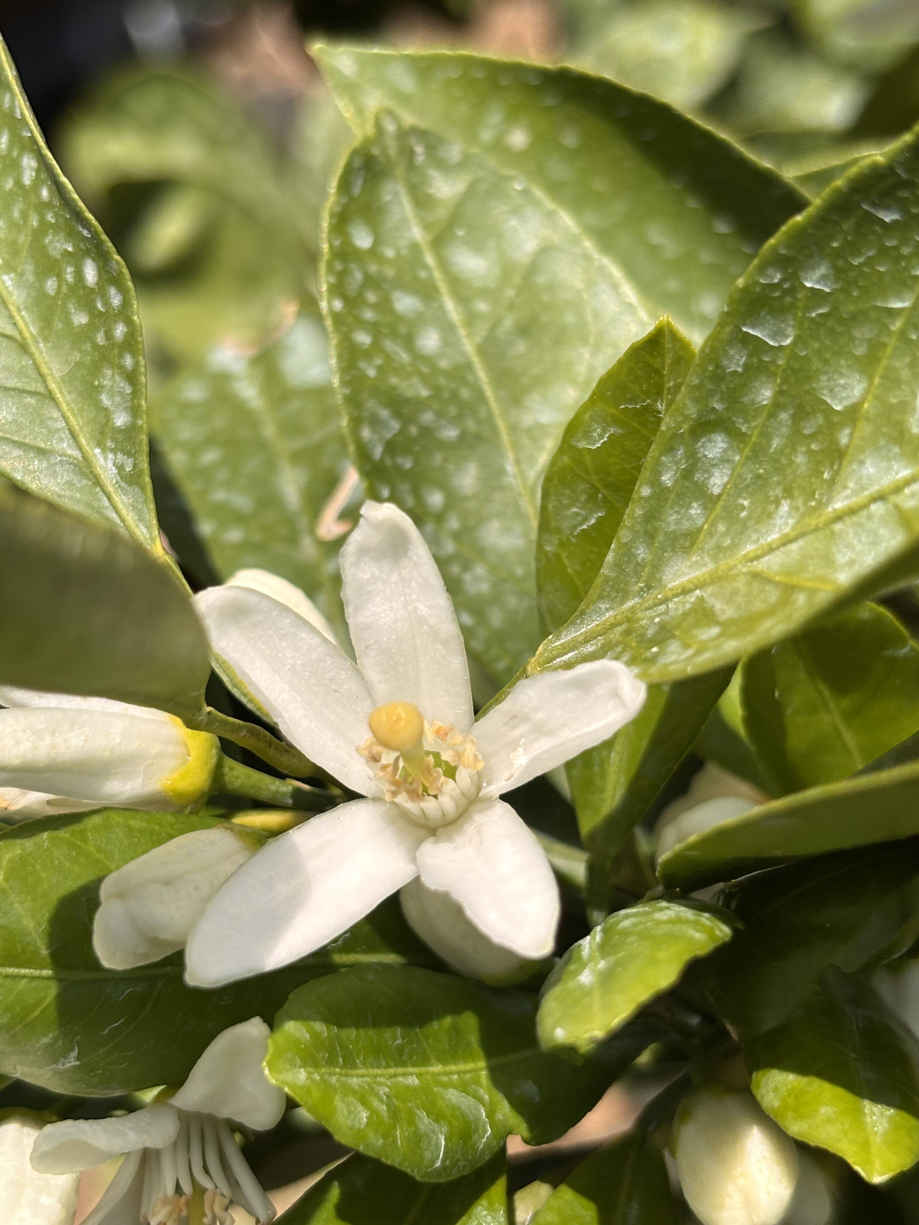 みかんの花が咲いています🍊｜食べチョク｜産地直送(産直)お取り寄せ