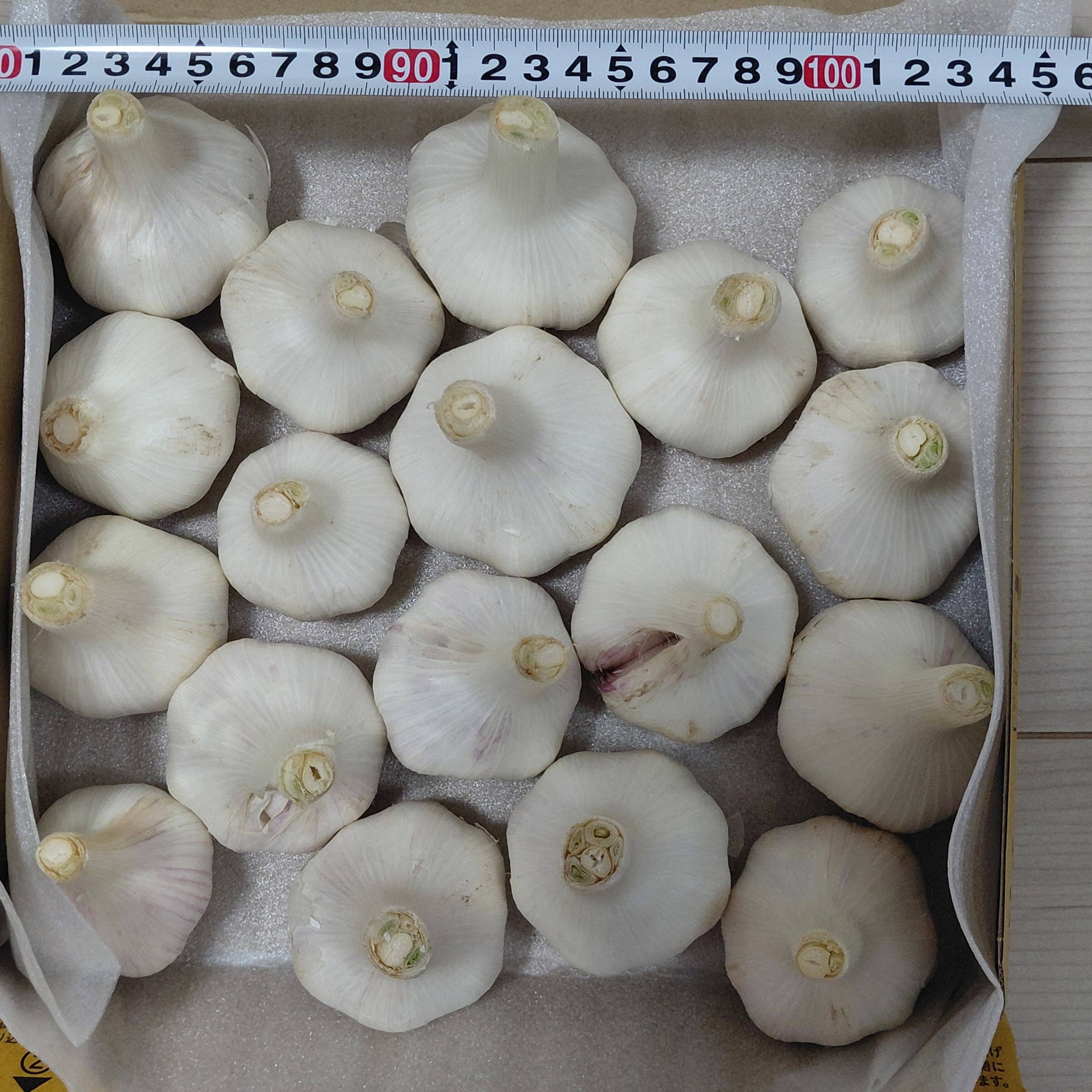 栽培期間中農薬不使用 平戸にんにく 1000g：熊本県産の平戸にんにく