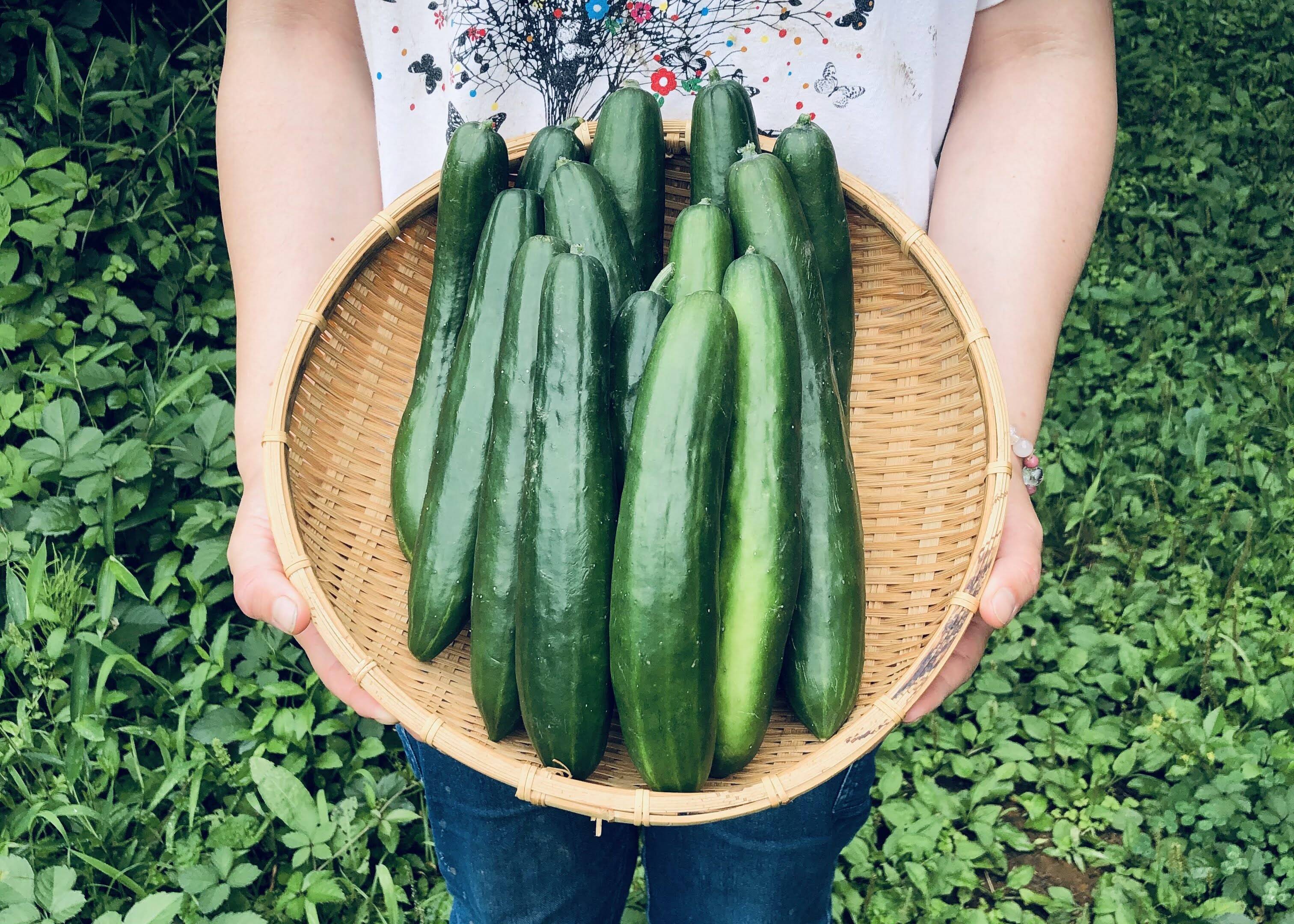 高知県産きゅうり20Kg 送料無料】高知県産きゅうり20Kg（約200本）｜ラプター｜業務用