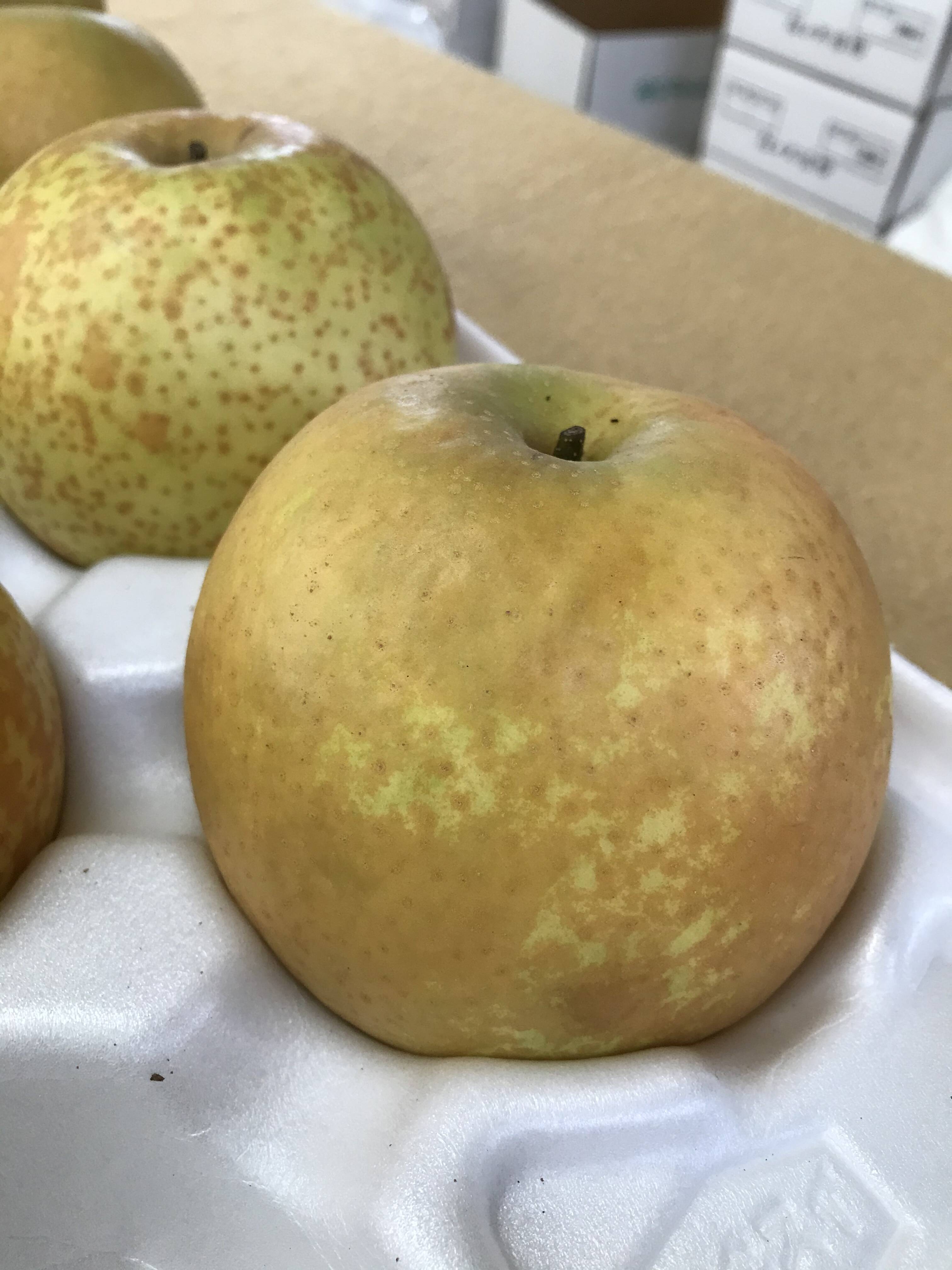 マロン　甘太梨 新品種！希少！甘太梨 約5kg (7〜12玉)：大分県産の甘太｜食べチョク
