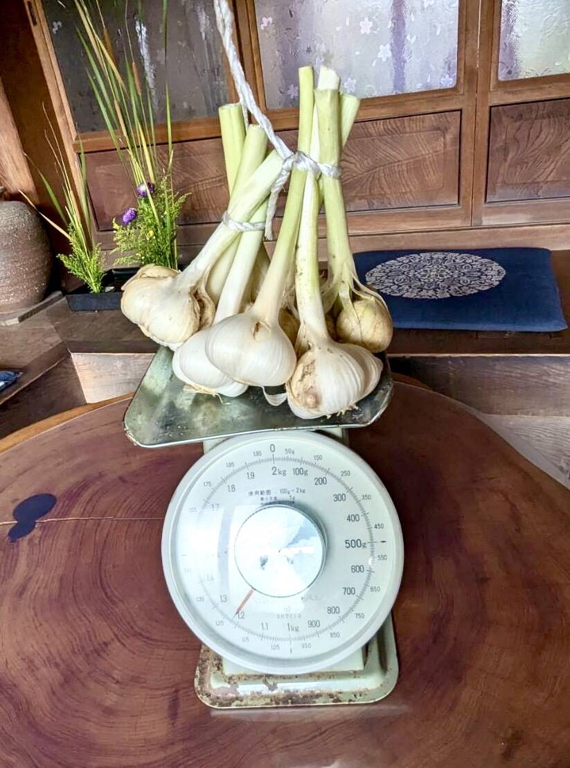 奈良県産自然栽培生ニンニク3kg 自然栽培収穫したて！奈良県山添の『おおきなにんにく』500g