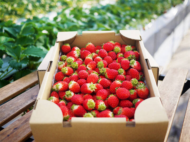 予約販売】▽2024年度 初物いちご▽ ① 真心農園 とちおとめ バラ詰め