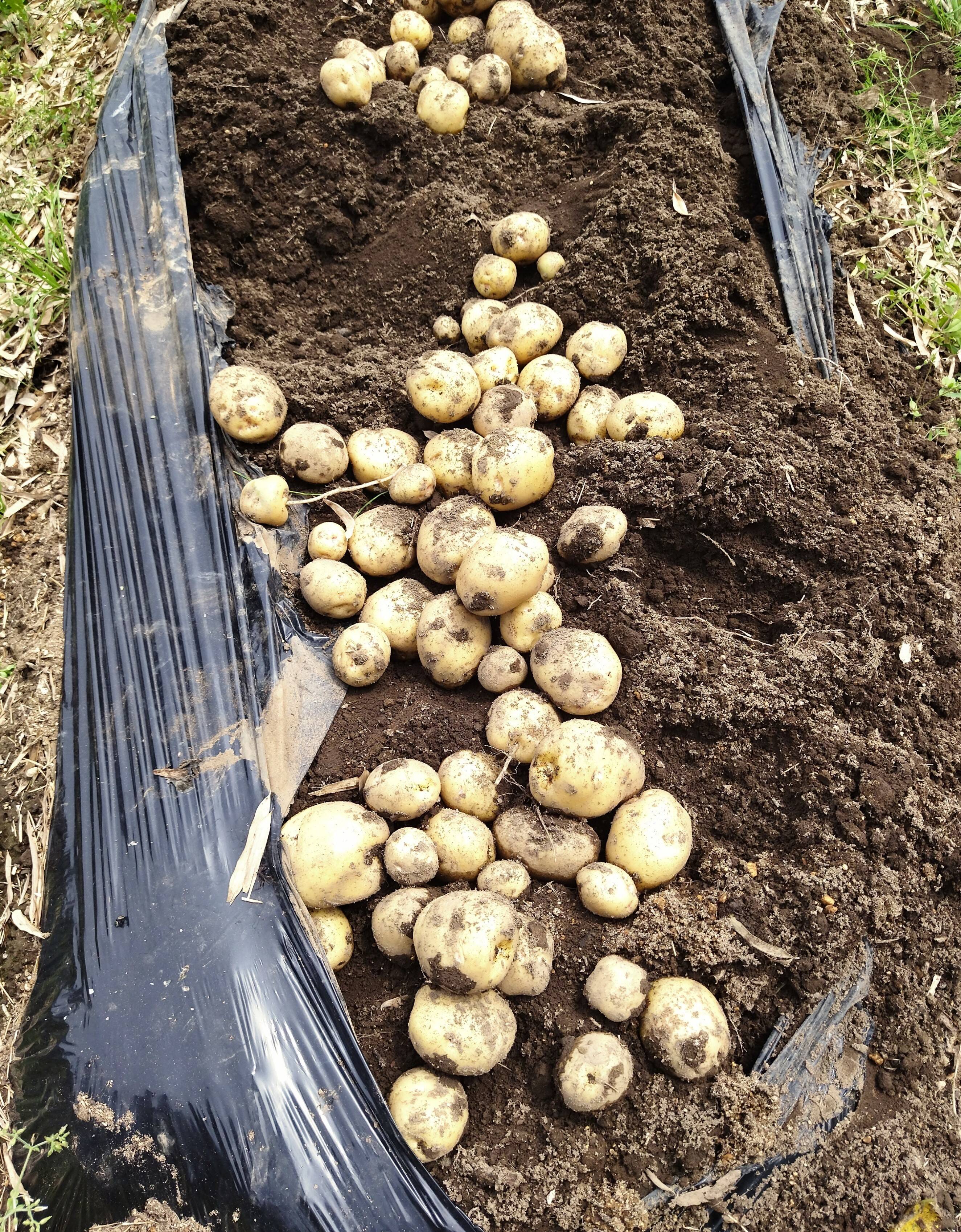 ジャガイモ キタアカリ 1 5kg 千葉県産のじゃがいも 食べチョク 産地直送 産直 お取り寄せ通販 農家 漁師から旬の食材を直送