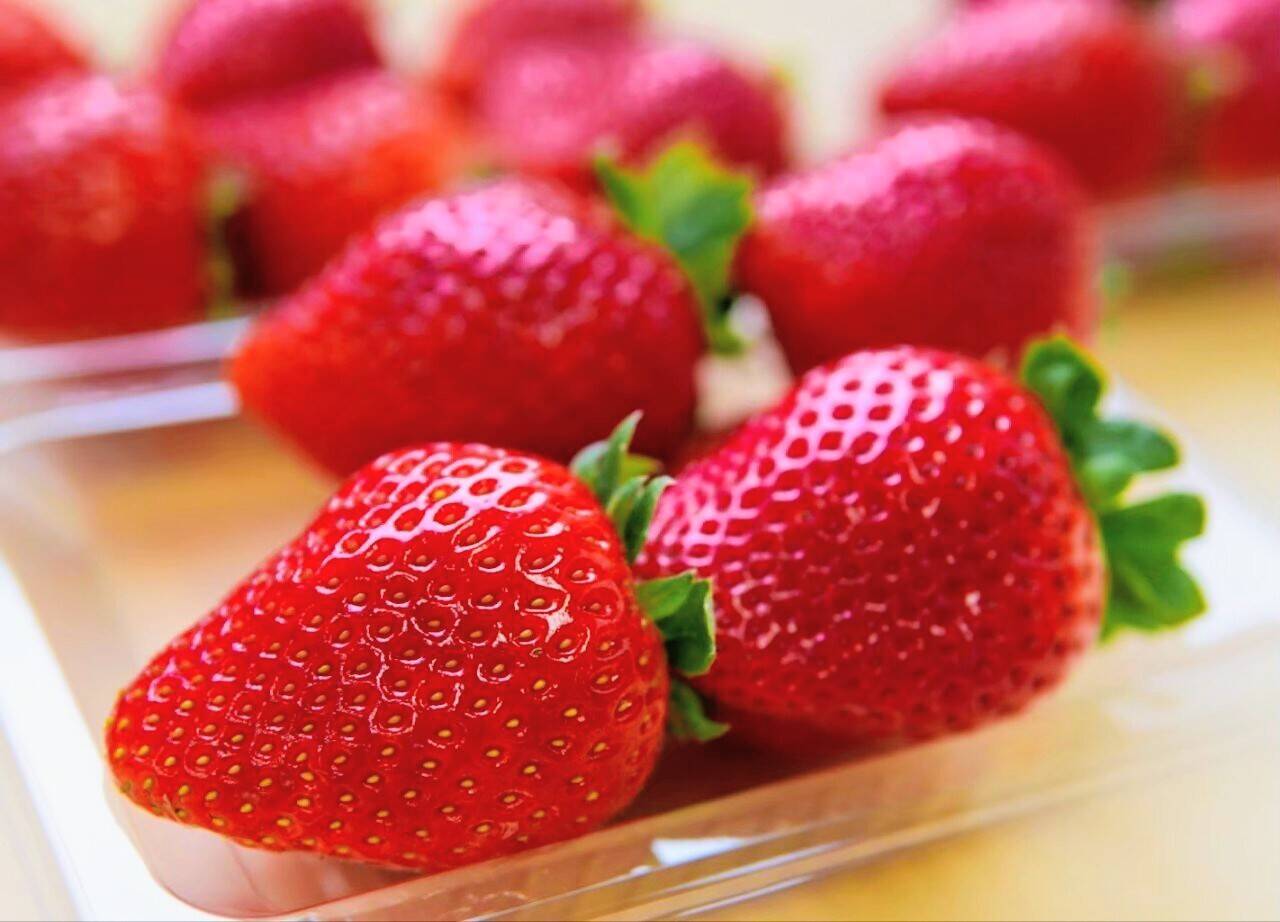 朝摘み！栃木県産☆完熟とちあいか！大玉！甘くて酸味が少ない品種です