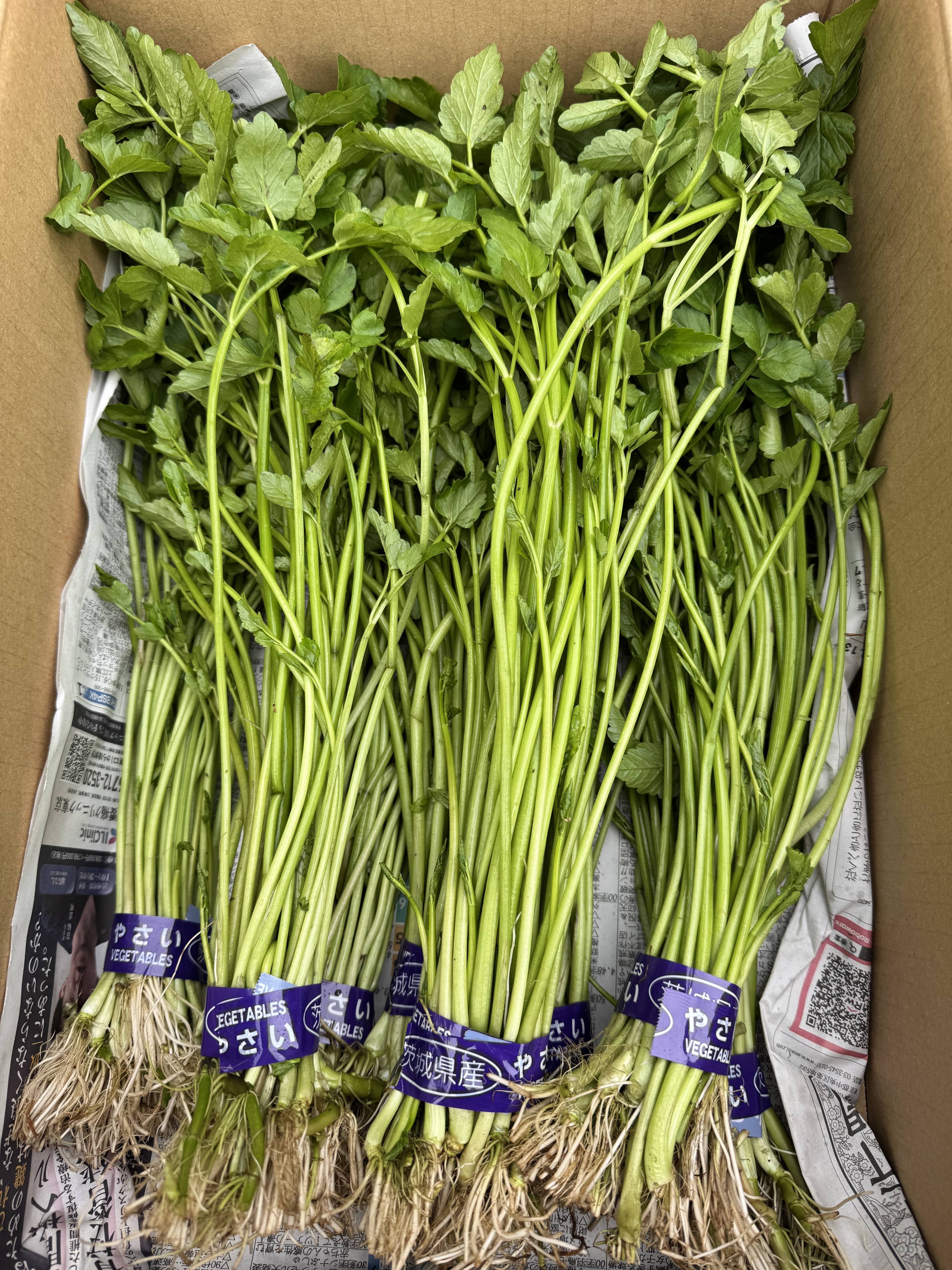 歯応え抜群！シャキシャキ食感！『茨城県産せり』120g×8束：茨城県産の 
