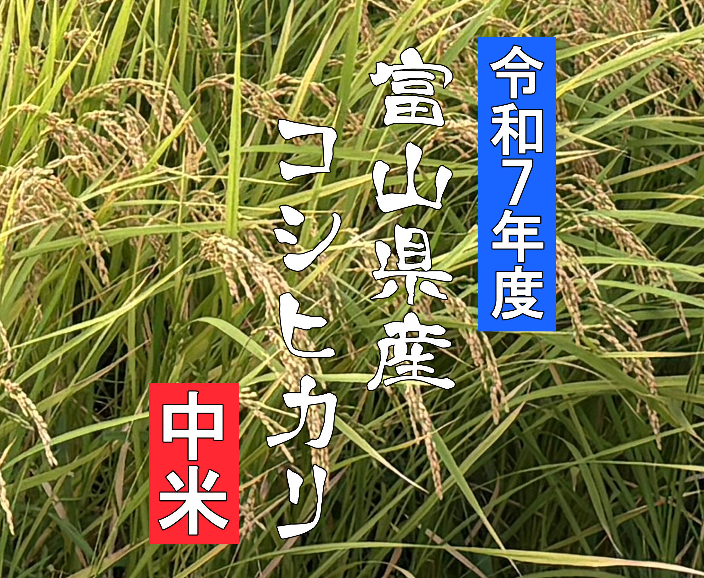 中米(訳あり品)】【新米 令和7年産】富山県産コシヒカリ（精米）【ご