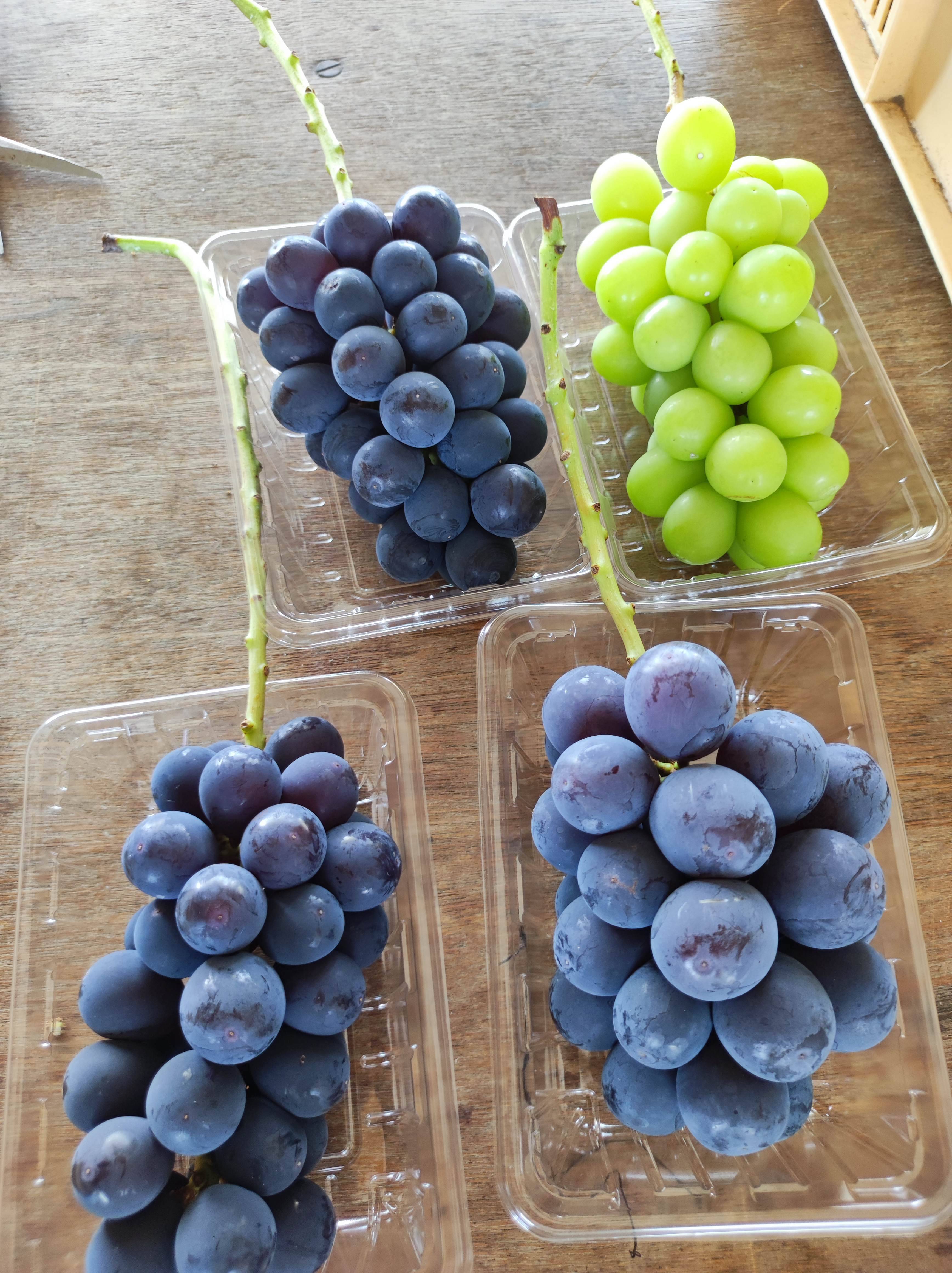 おつとめ品】2種類のぶどう約1.2kg(3房) 最終盤で柔らかめかも：山梨