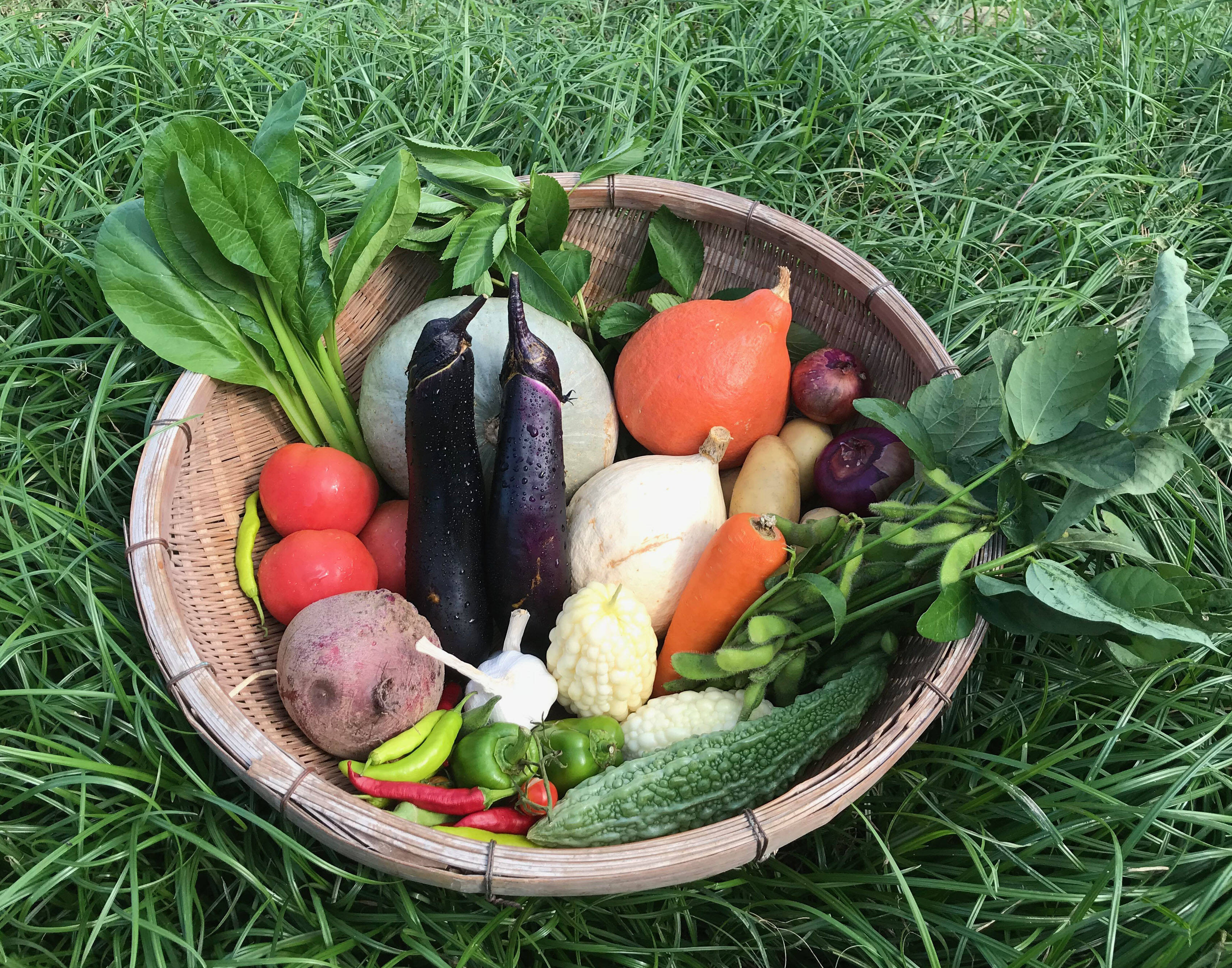 伊勢ノ国のガブっと野菜セット【8～14品目】：三重県産の野菜｜食べ