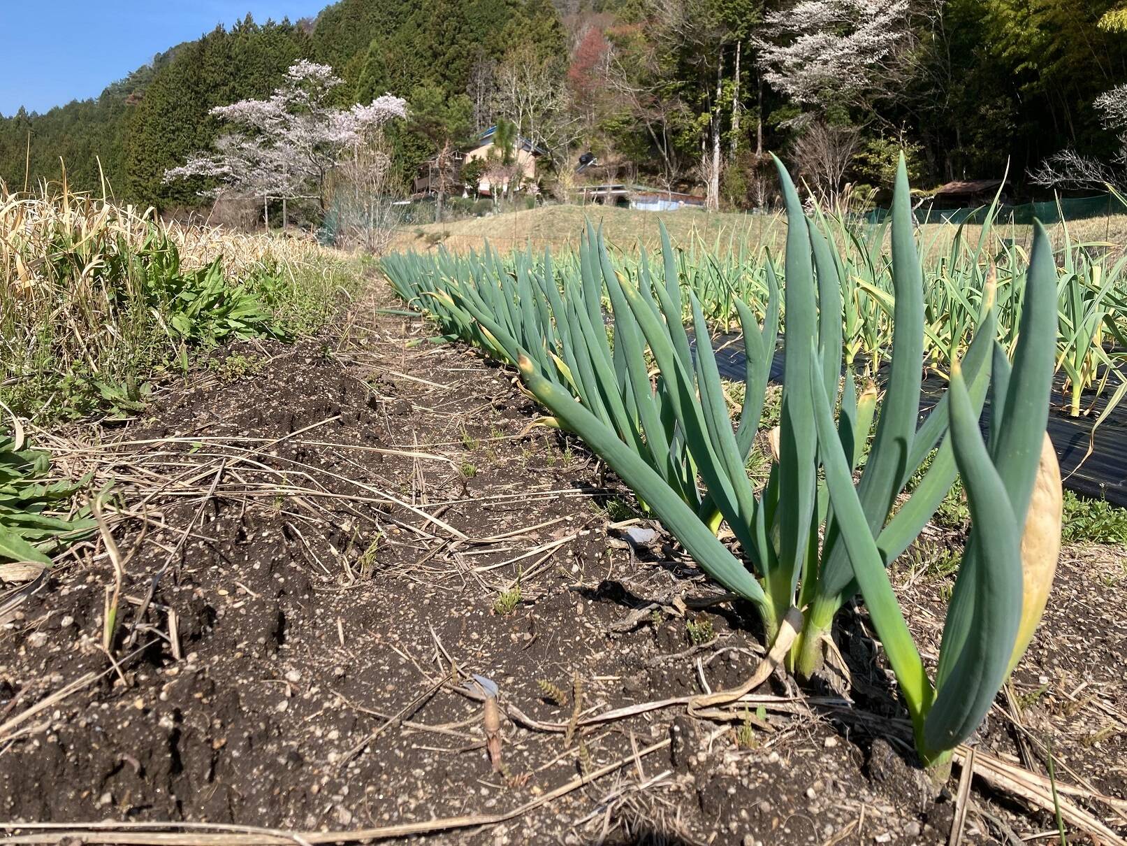 農薬・化学肥料不使用】坊主知らずネギ 2kg 岐阜県産 農家の台所から