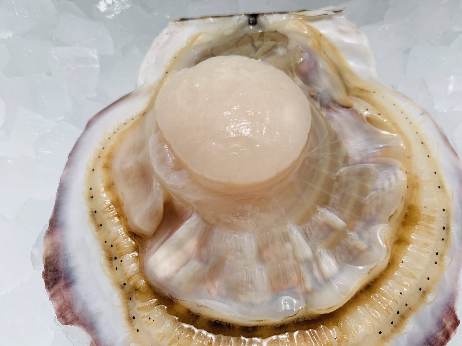 大 荒海ホタテ 殻付 活 2kg 8枚入 1ケース 専用ヘラ 軍手付 岩手県産 食べチョク 農家 漁師の産直ネット通販 旬の食材を生産者直送