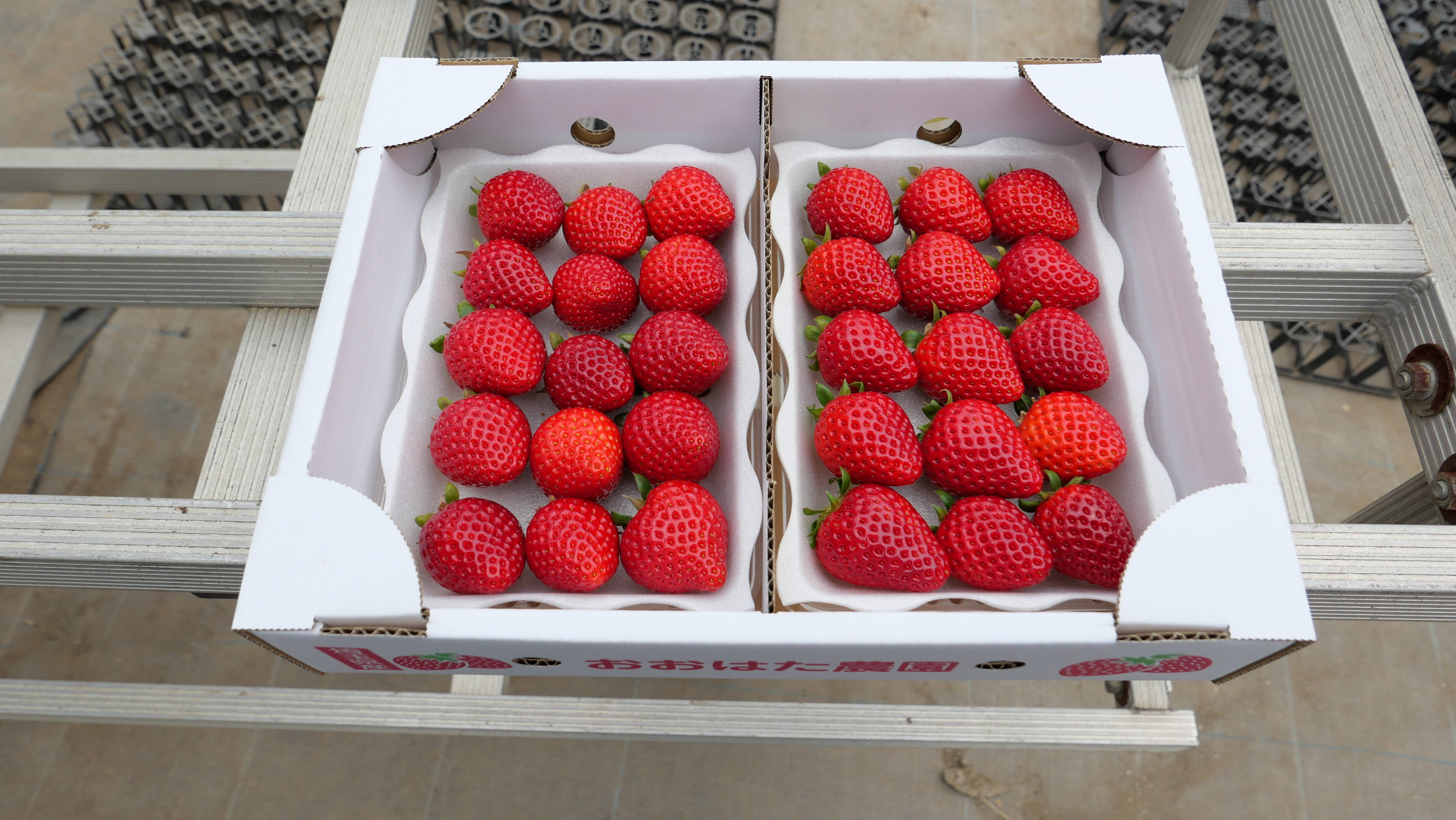 埼玉県産いちご あまりん：埼玉県産のあまりん｜食べチョク｜産地直送