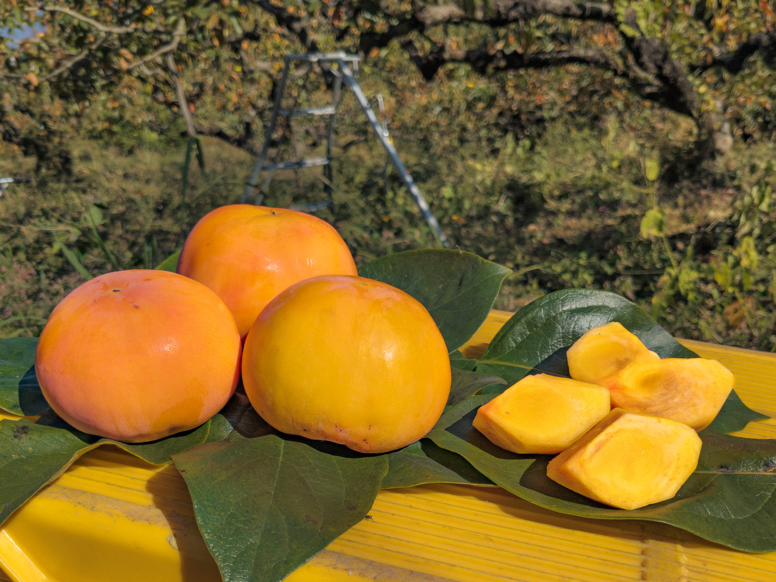 福岡の太陽が育てたあま〜い『富有柿』5kg Lサイズ（約22玉・優ランク