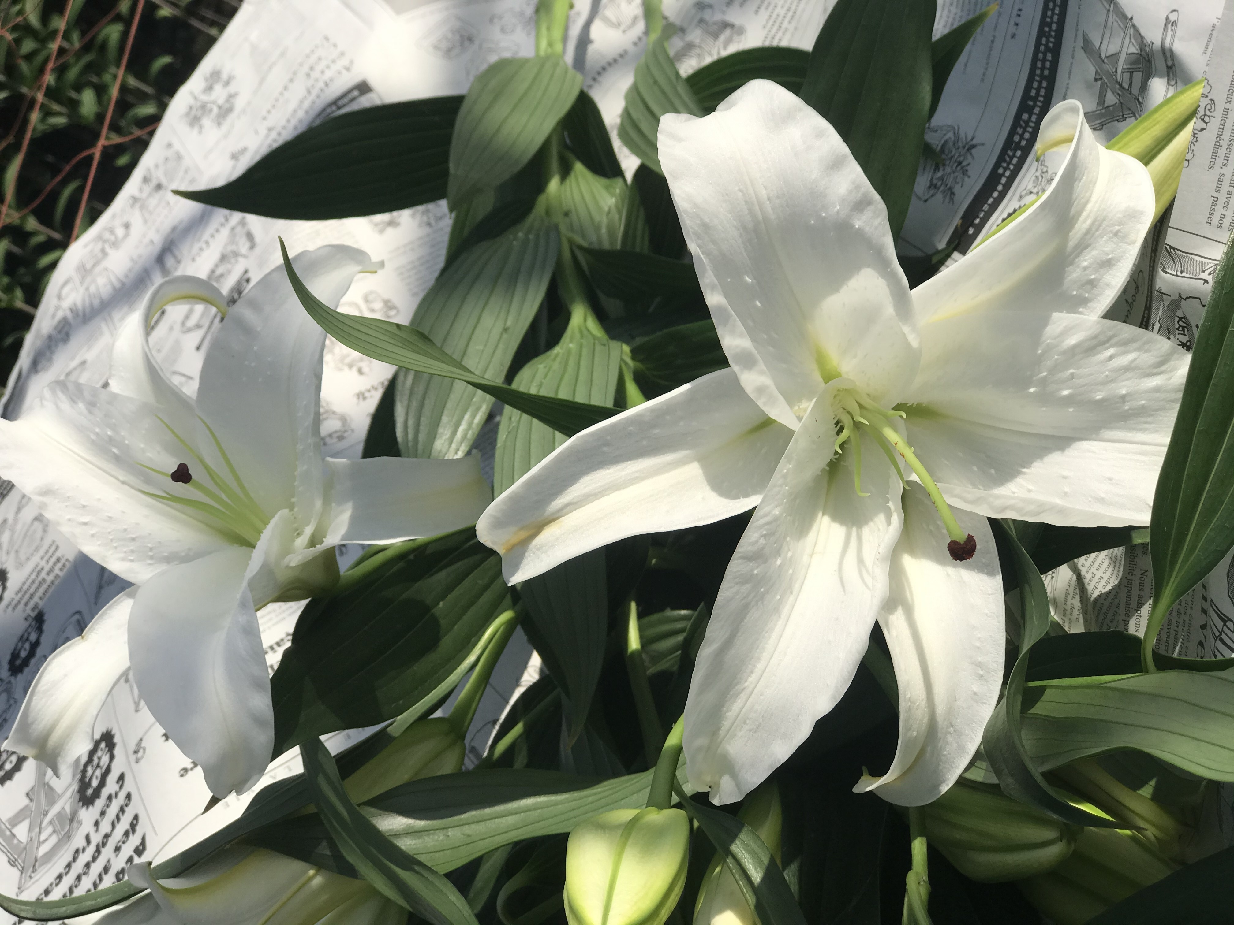 ユリの王様！！【カサブランカ3本束】今ではレア品種になってしまい