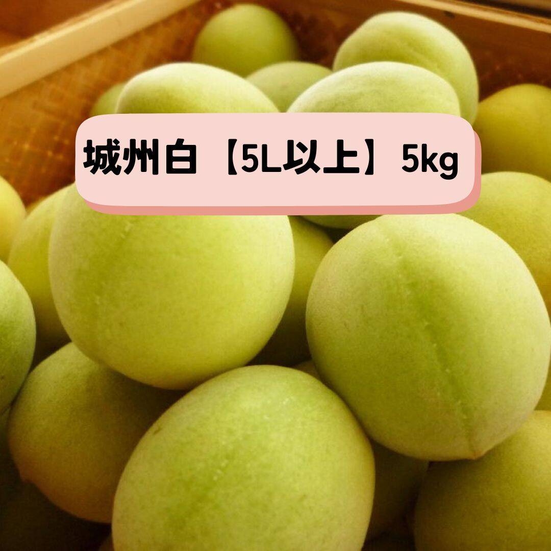 とと 青梅 5kg 37599340462eef4b9fc2c5f12552cd