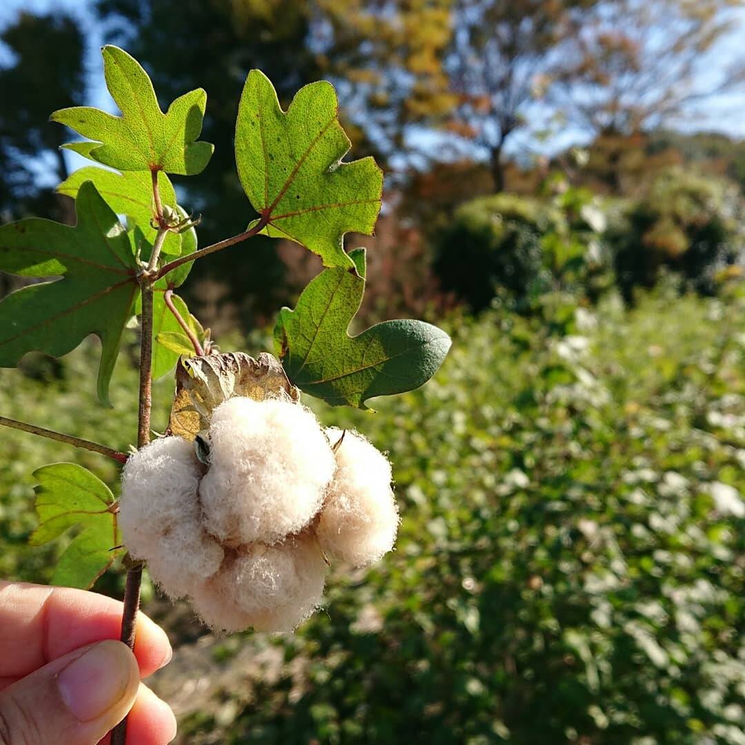 農薬不使用 コットンフラワー 綿花 種入り ４０個 リース ドライフラワー 糸紡ぎに 神奈川県産の花 植物 食べチョク 産地直送 産直 お取り寄せ通販 農家 漁師から旬の食材を直送
