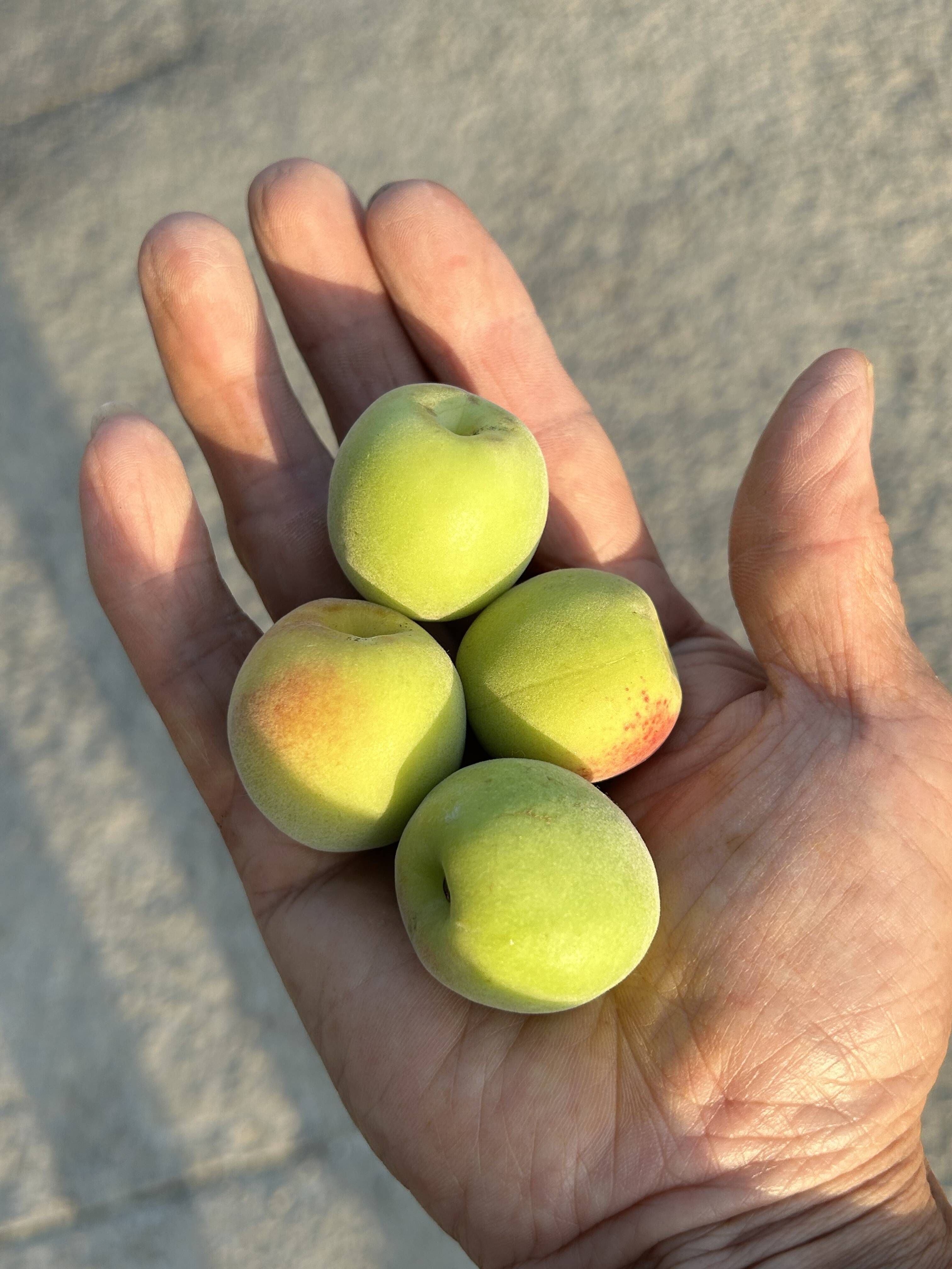 小粒南高梅5kg：和歌山県産の小粒南高｜食べチョク｜産地直送