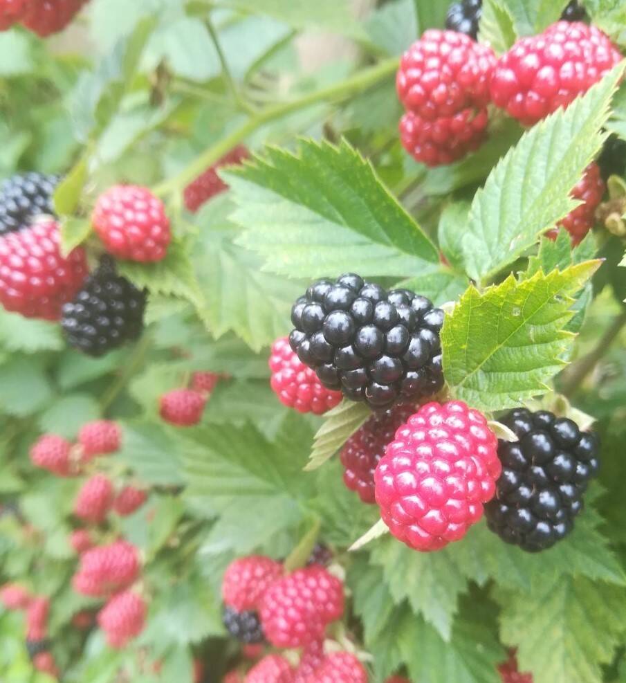 今が旬！国産生ブラックベリー400ℊ×2p：和歌山県産のブラック