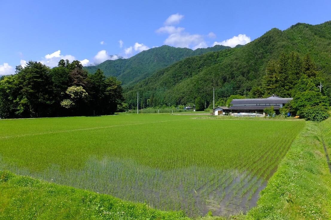 北アルプス山麓で育った自然栽培 天日干し「朝日」玄米3㎏：長野県産の