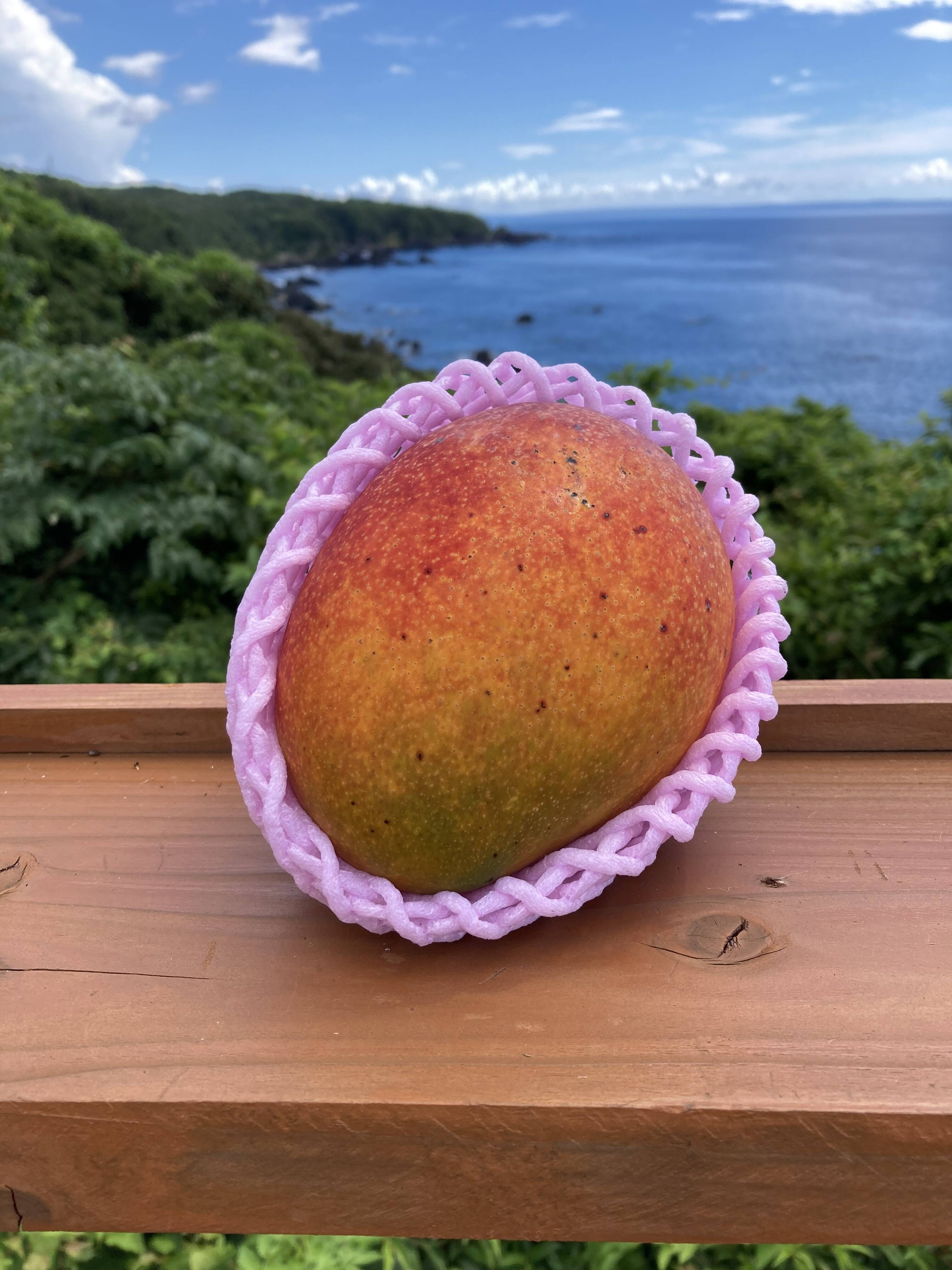 A品】屋久島産 完熟アップルマンゴー 約1kg（2〜3玉）予約販売｜農薬不