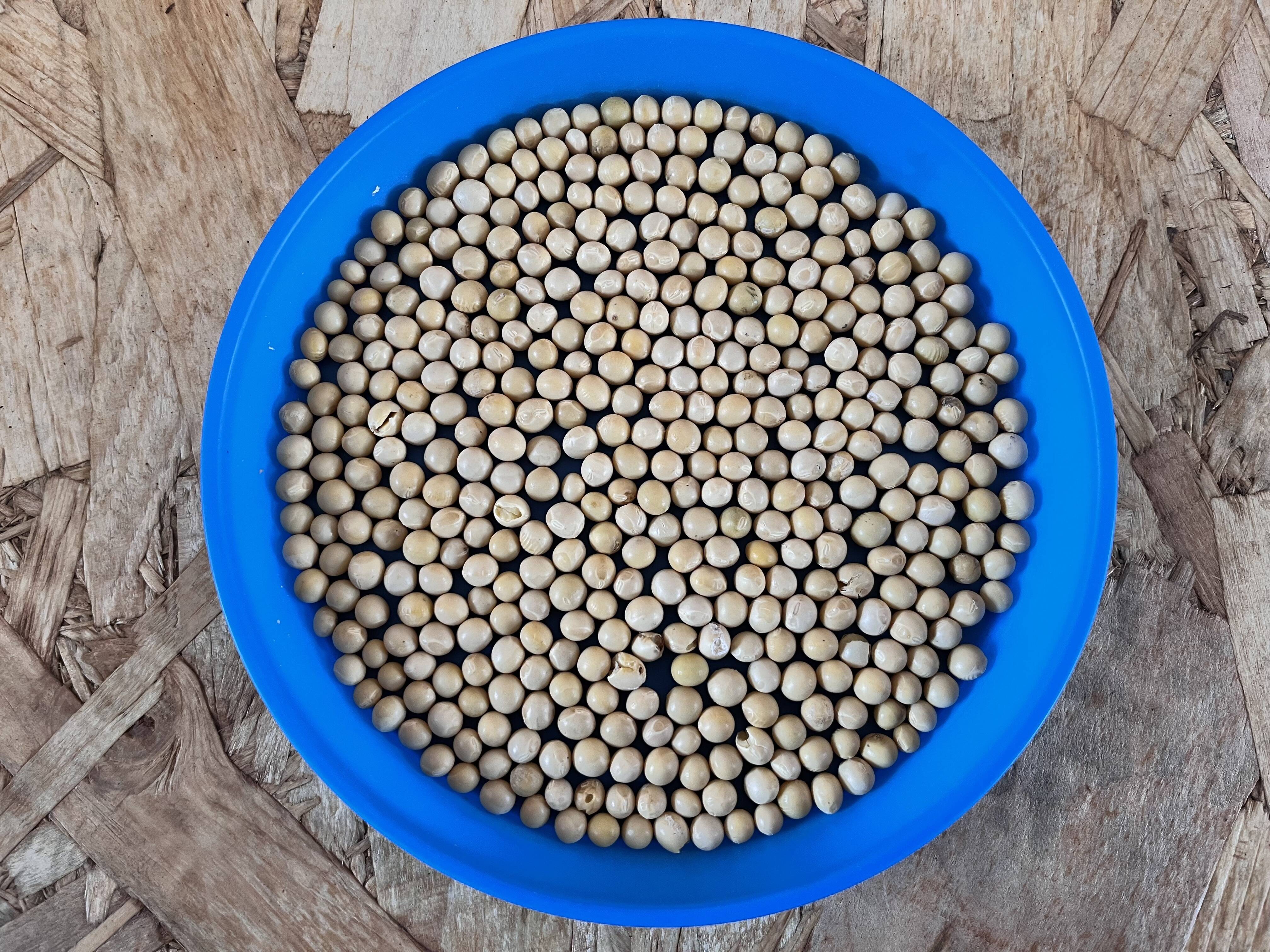 小粒大豆ユキシズカ900g 納豆向き！北海道十勝本別町 2025年産