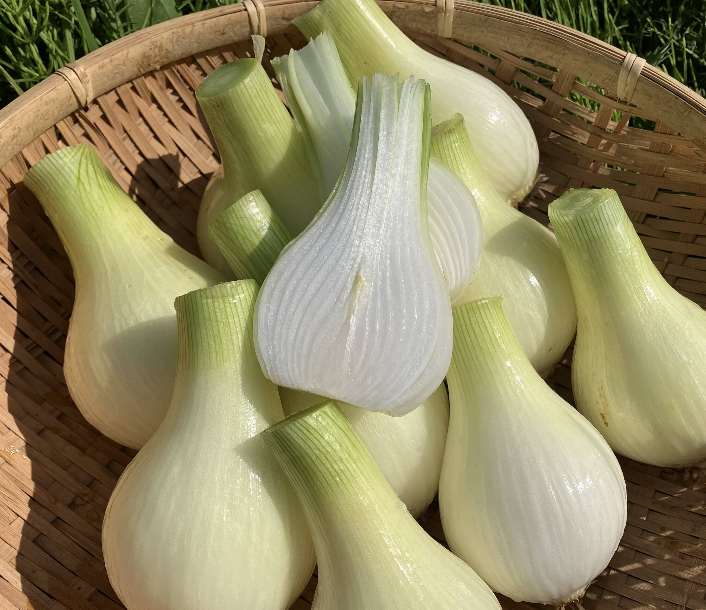 今が旬！シャキとろ有機新玉ねぎ3㎏セット：島根県産の野菜