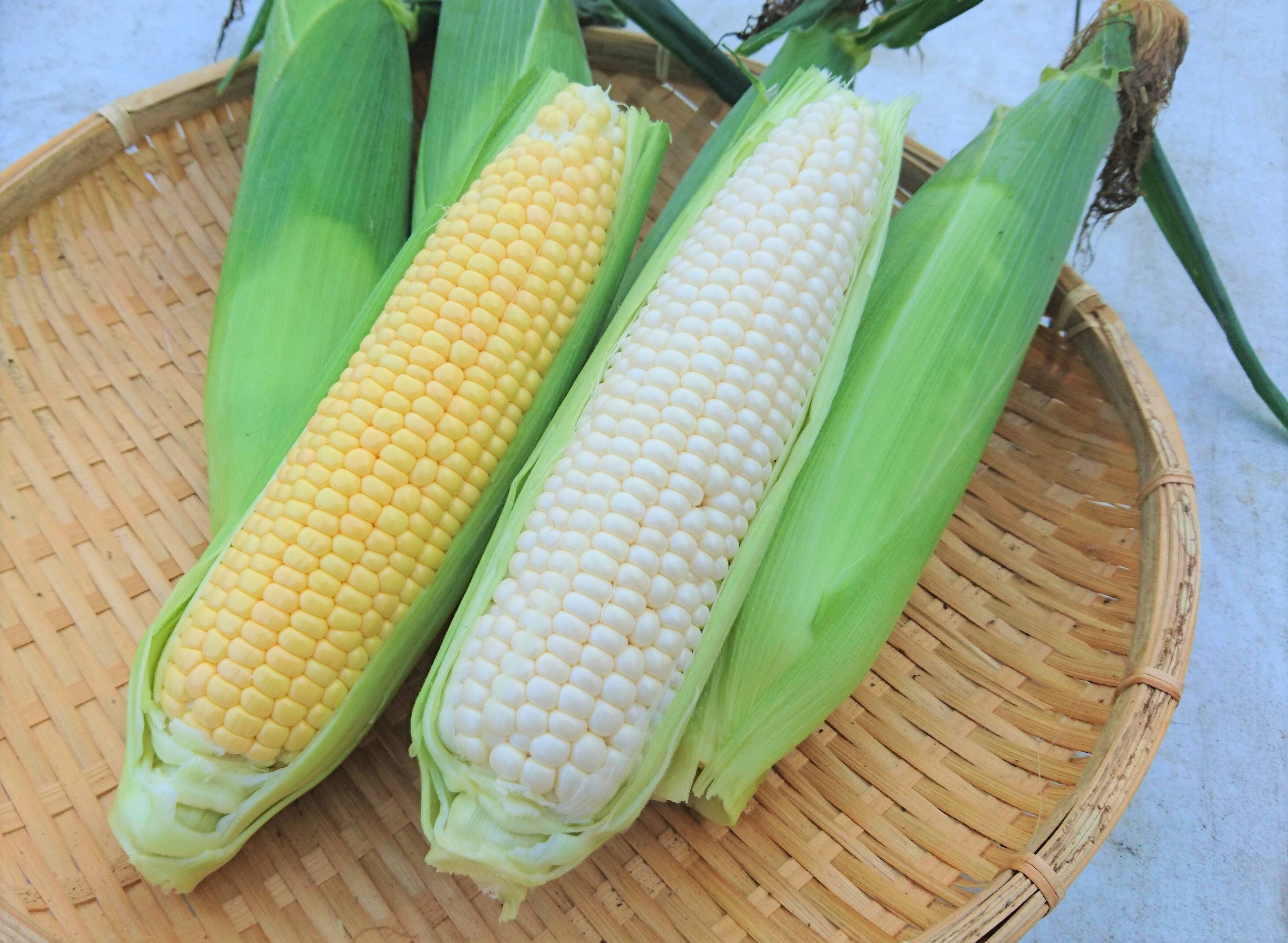 農家直送 里山育ちの無農薬とうもろこし 白いおおもの 10本セット 滋賀県産 食べチョク 農家 漁師の産直ネット通販 旬の食材を生産者直送