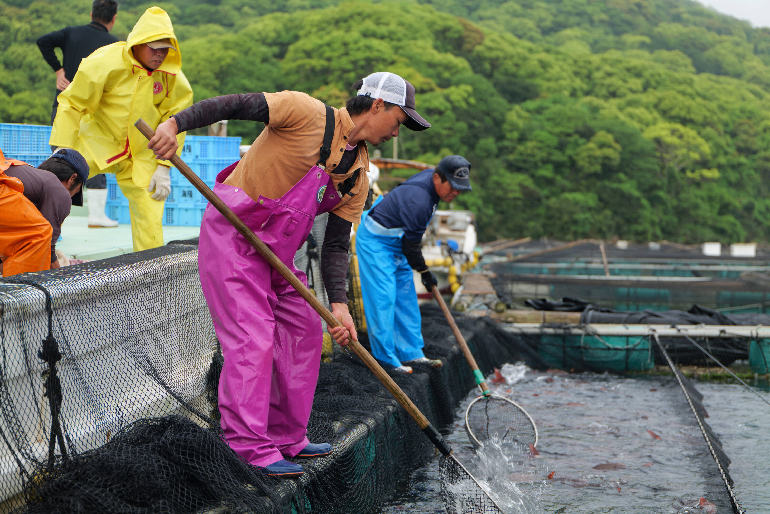 ふく成へのレビュー 商品 熊本県 食べチョク 産地直送 産直 お取り寄せ通販 農家 漁師から旬の食材を直送