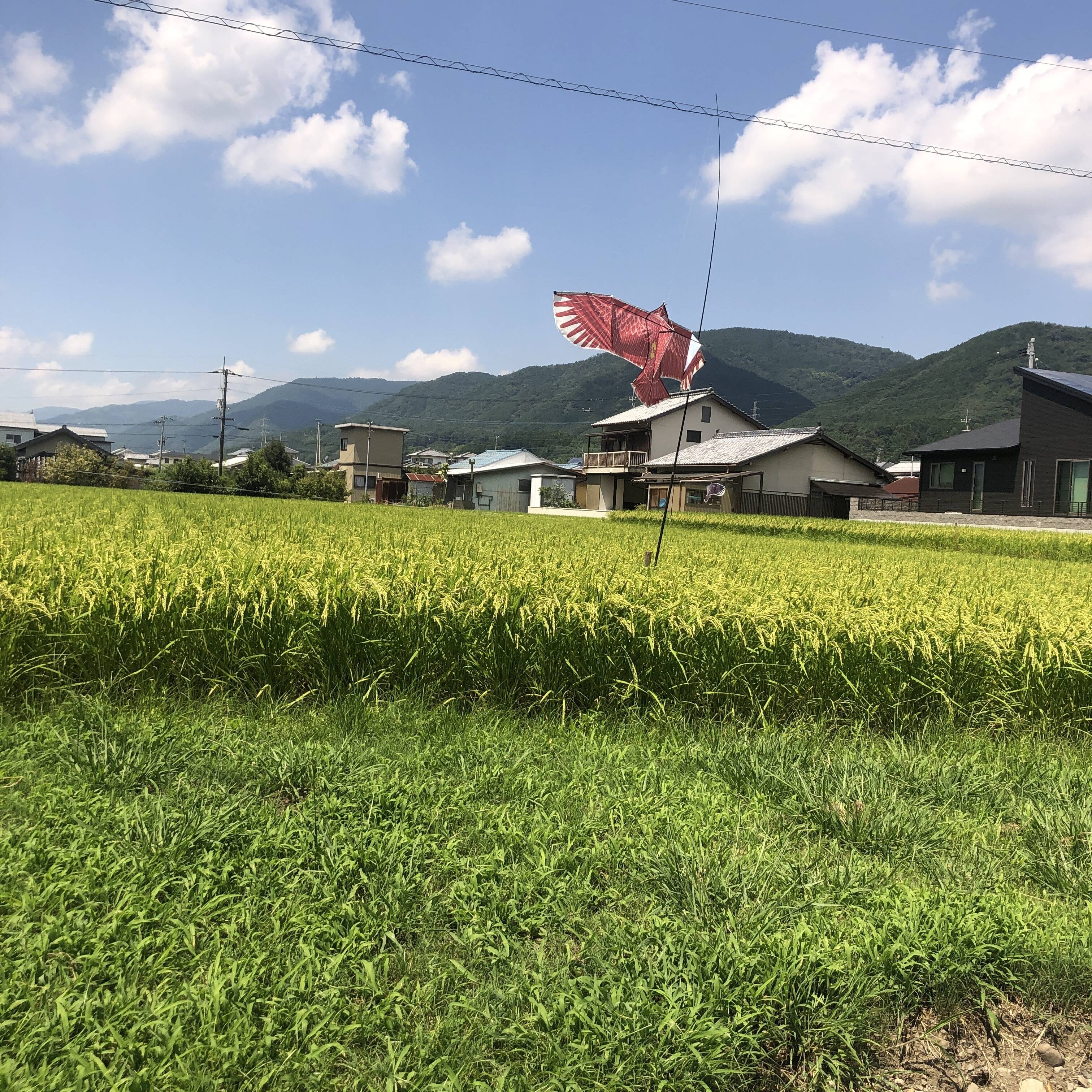 新米 10㎏：徳島県産のコシヒカリ｜食べチョク｜産地直送(産直)お