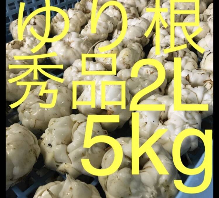 北海道産 ゆり根 L 10kg お徳用 大特価 野菜