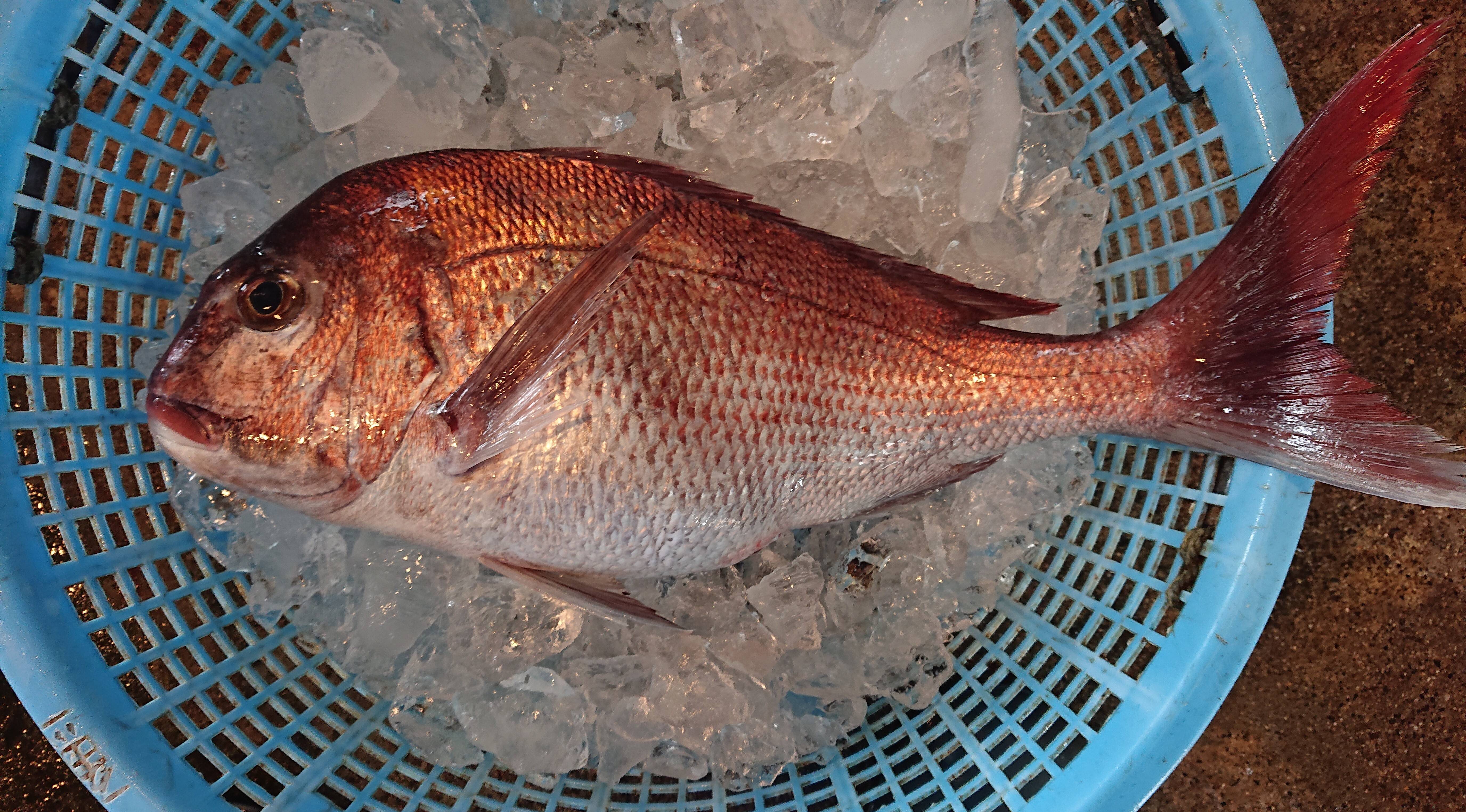 新潟県粟島産 日本海産天然マダイ 2kg前後 船上活け〆 新潟県産 食べチョク 農家 漁師の産直ネット通販 旬の食材を生産者直送