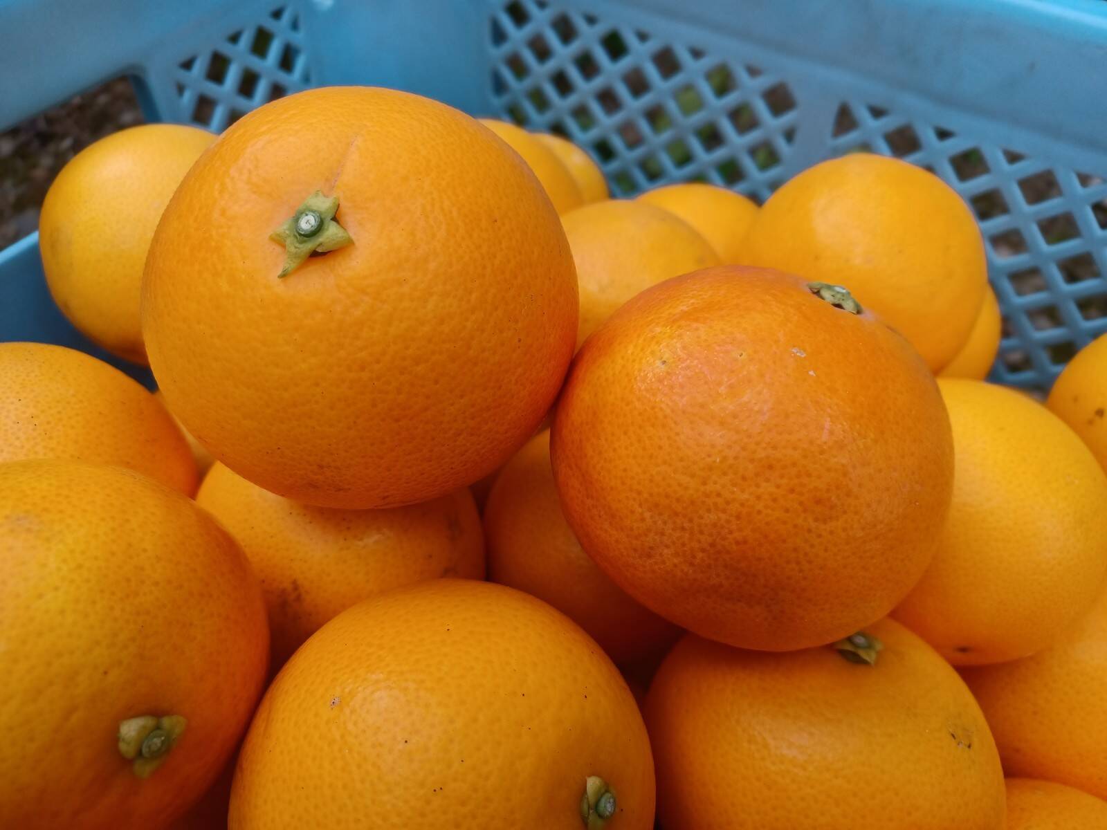 ブラッドオレンジ サイズ混合 国産 静岡県浜松市産 約10kg 静岡県産の果物 食べチョク 産地直送 産直 お取り寄せ通販 農家 漁師から旬の食材を直送