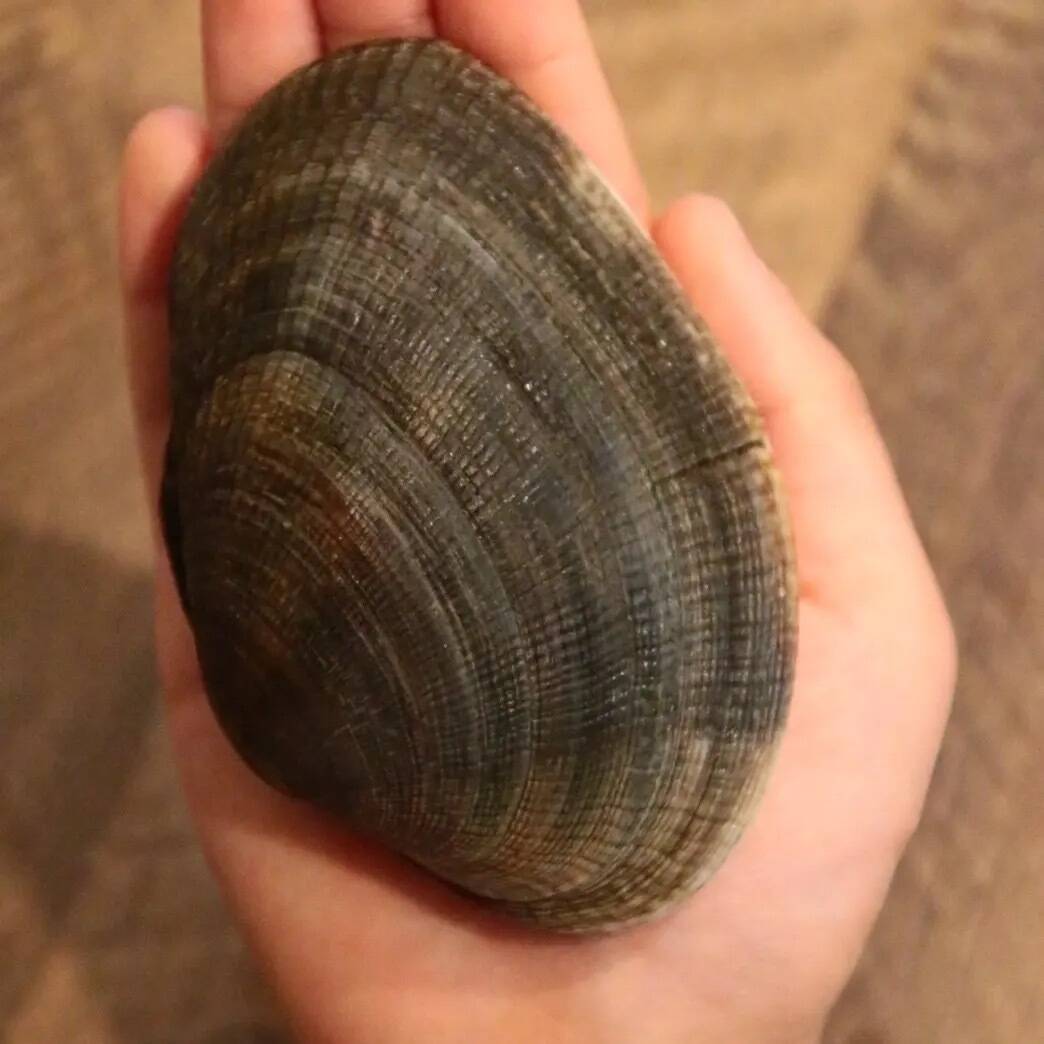 あさりです IQF 生冷凍 殻付アサリ 80−100粒/kg